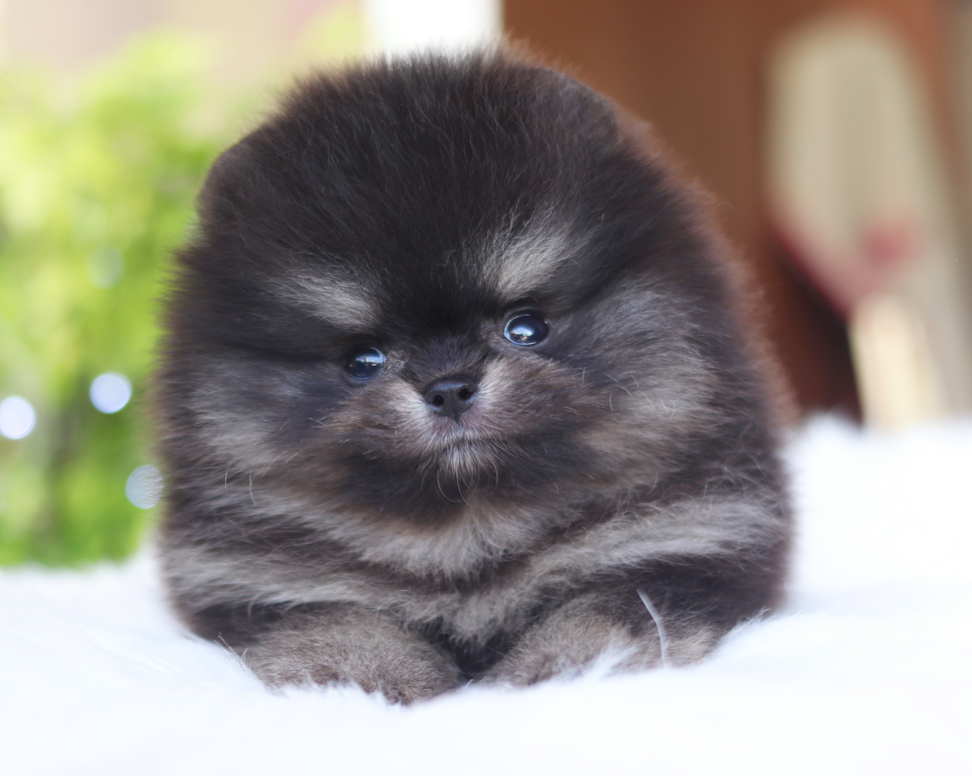 ปอมเมอเรเนียน เพศผู้ แบล็คแทน เกรดโชว์