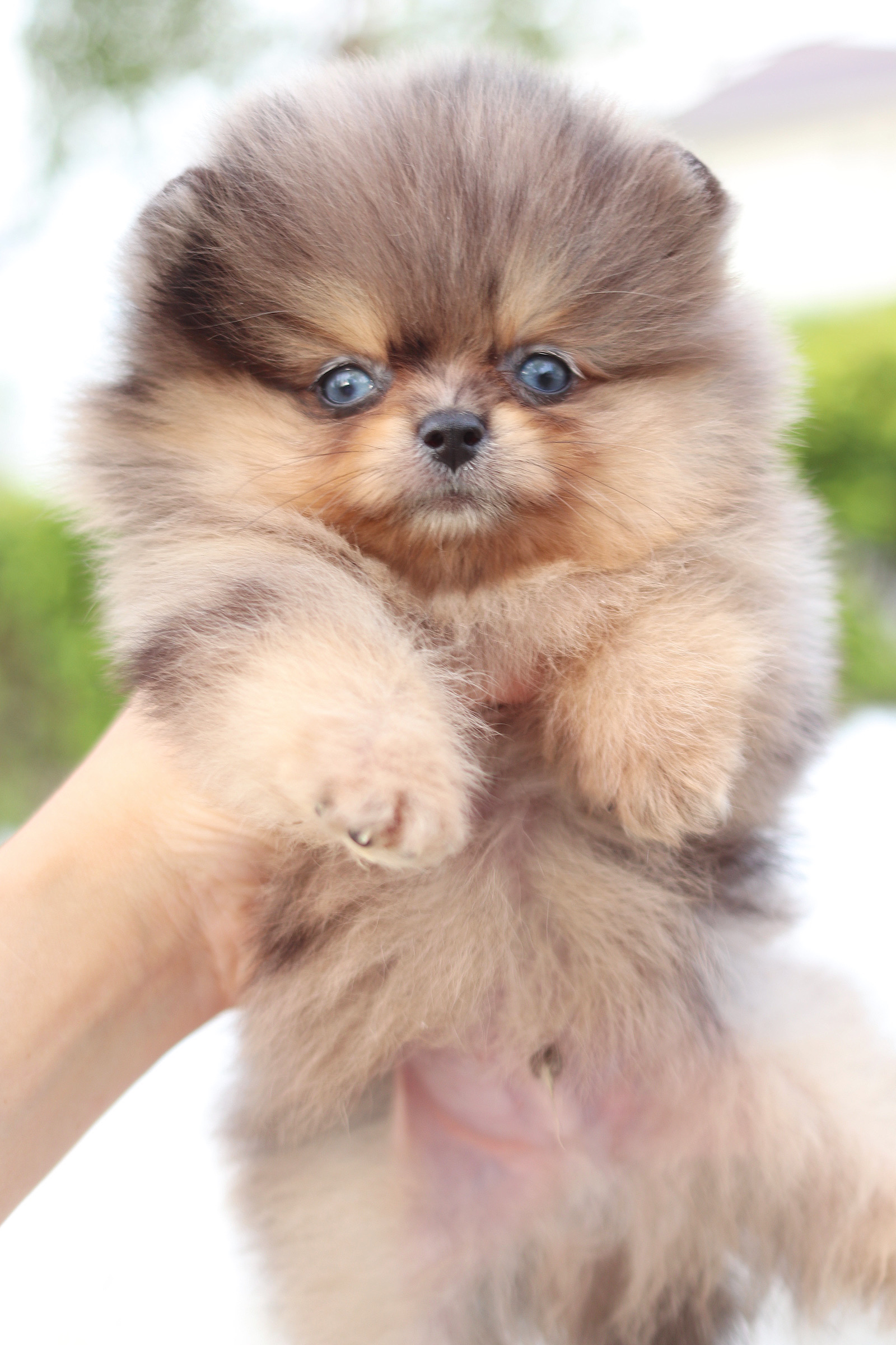 ปอมเมอเรเนียน เพศผู้สีเมอร์เร่ตาฟ้าคู่