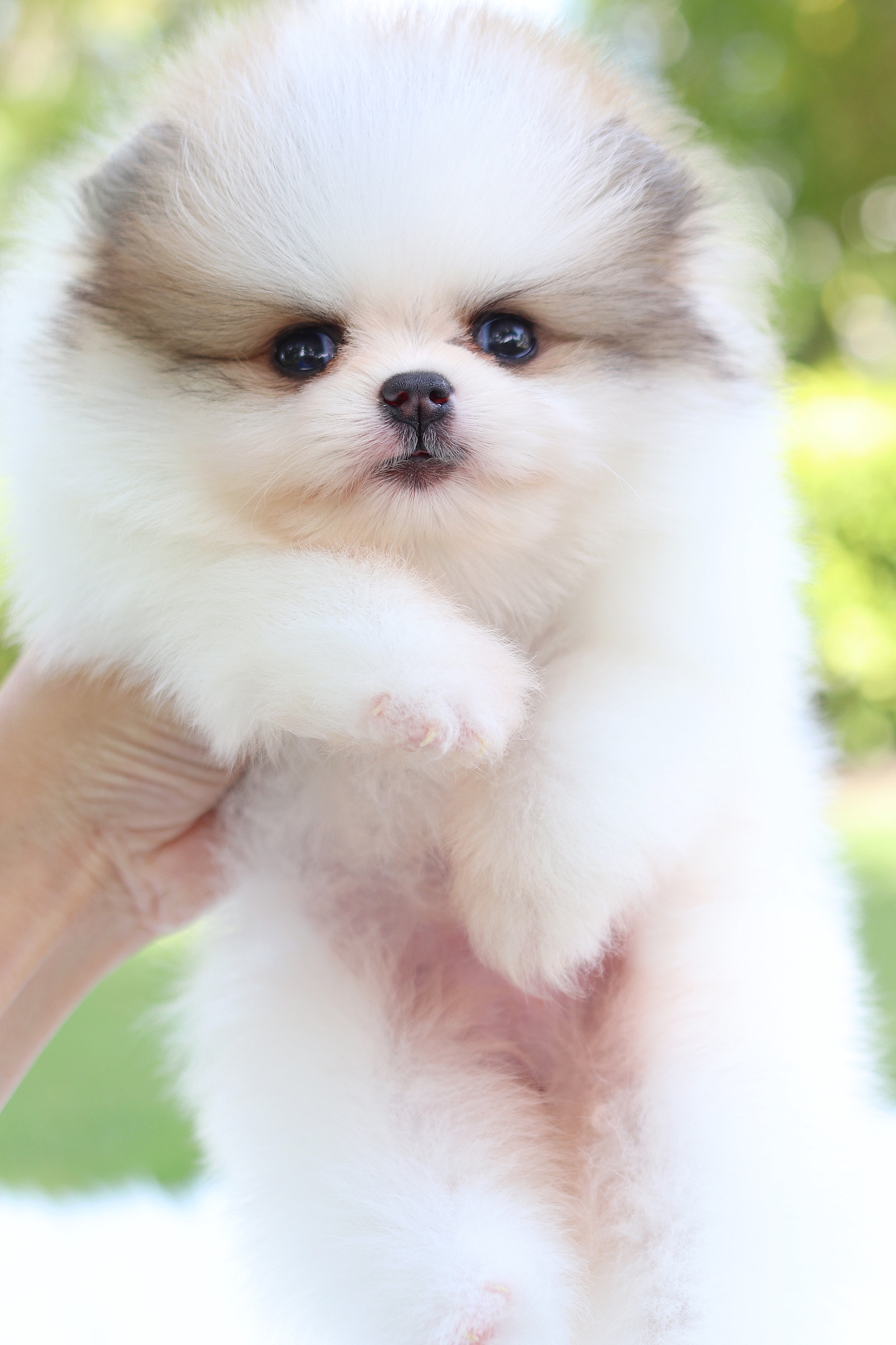 ปอมเมอเรเนียน เพศเมียสีแฟนซีเกรดโชว์