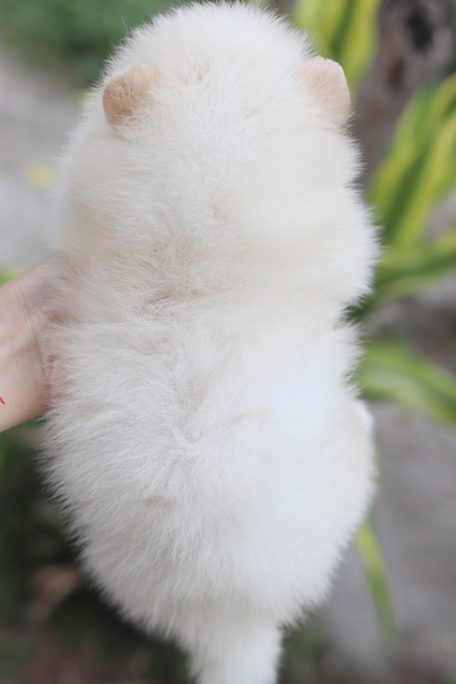 ปอมเมอเรเนียน เพศผู้ขาวครีม