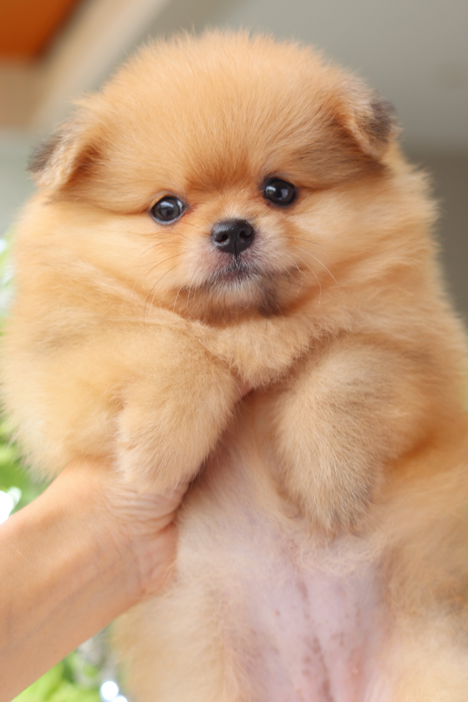 ปอมเมอเรเนียน เพศเมียสีส้ม