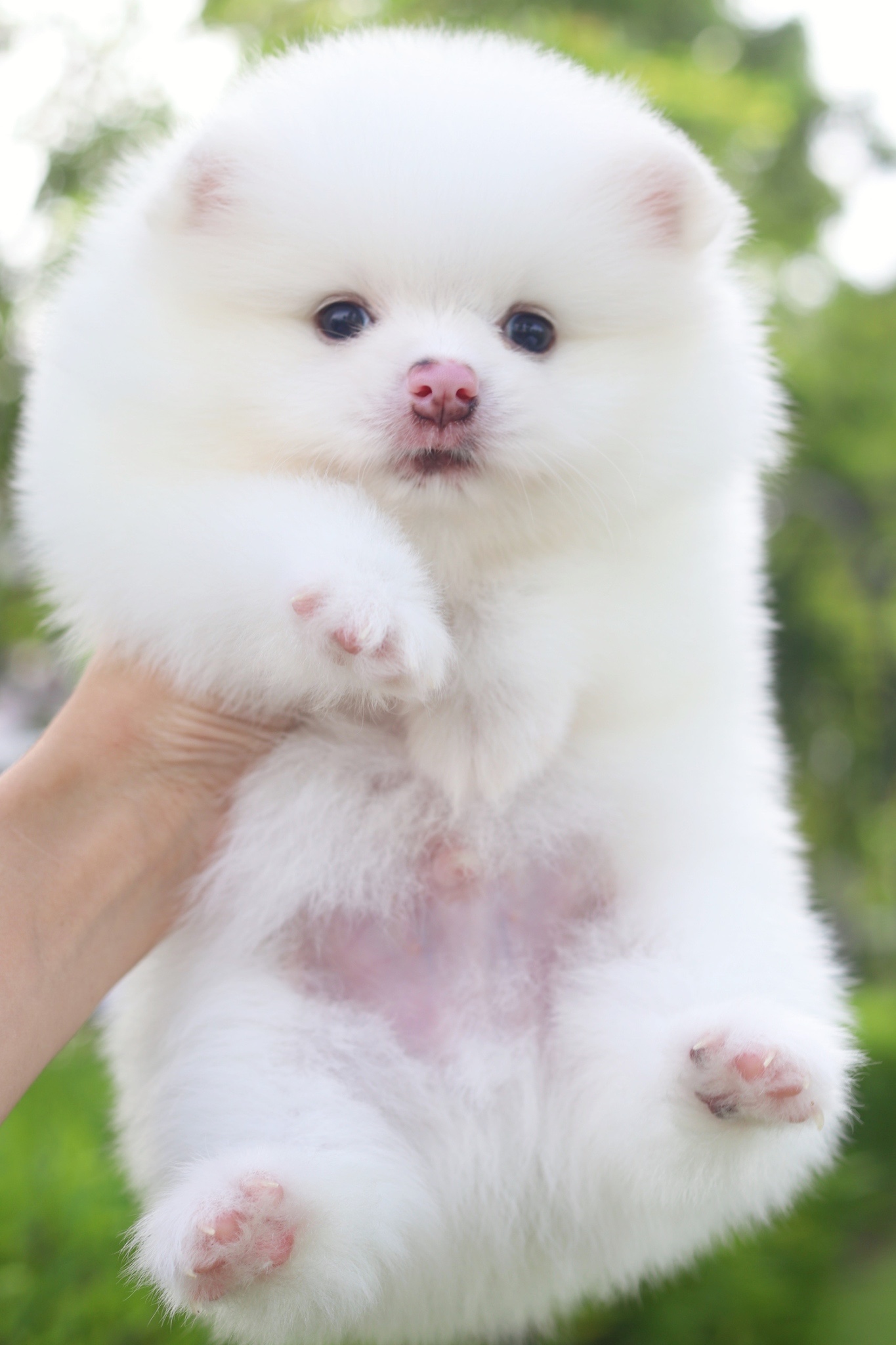 ปอมเมอเรเนียน เพศผู้สีขาว