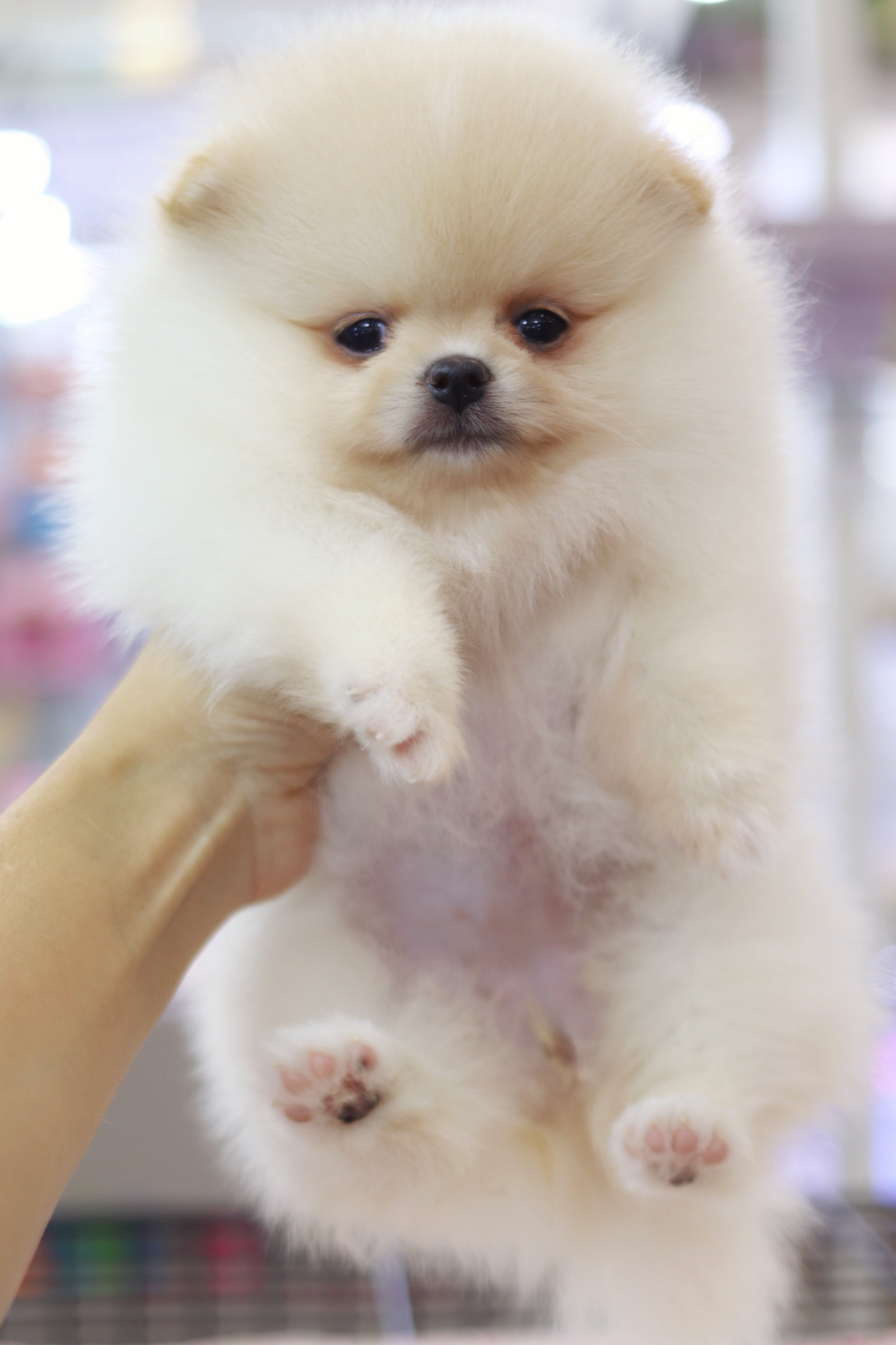 ปอมเมอเรเนียน เพศเมียสีขาวครีมเกรดโชว์