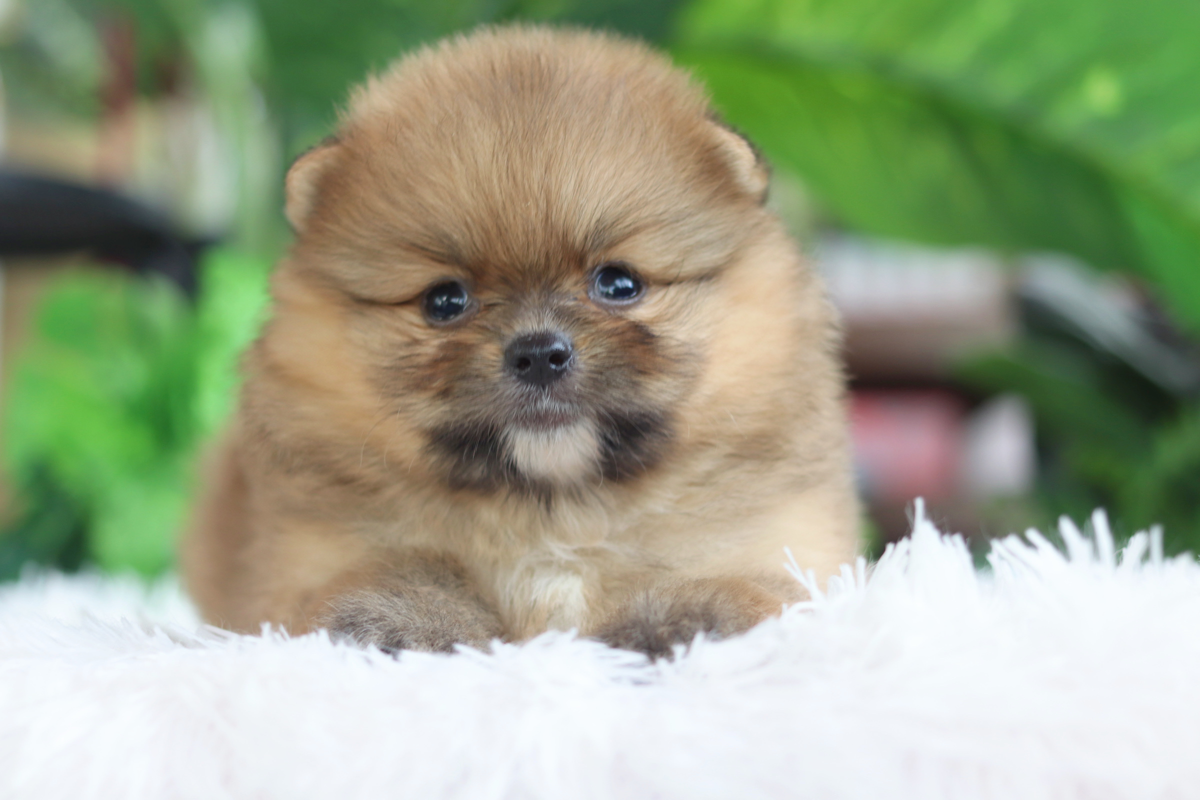 ปอมเมอเรเนียน เพศผู้ สีส้ม