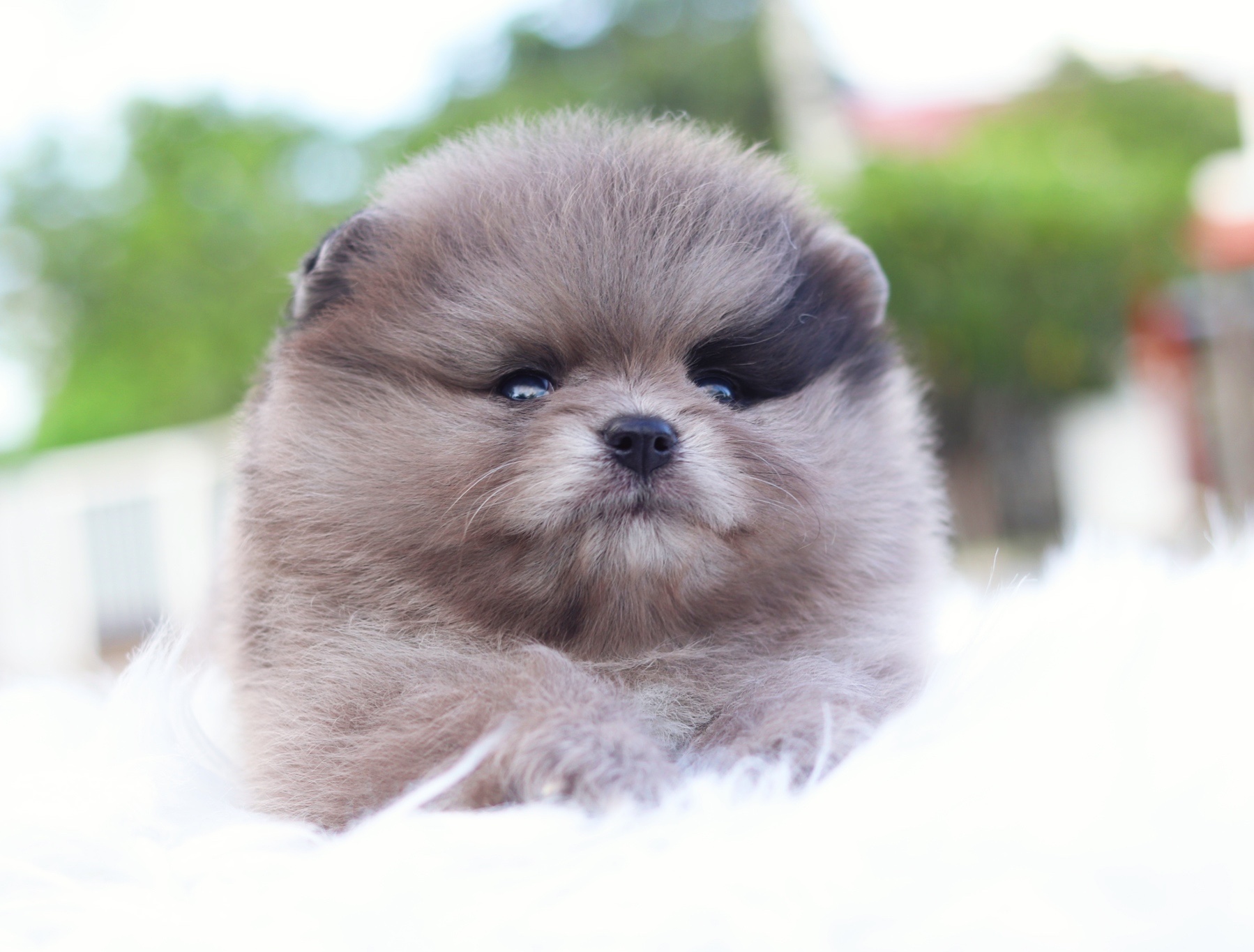 ปอมเมอเรเนียน เพศผู้สีเมอร์เร่