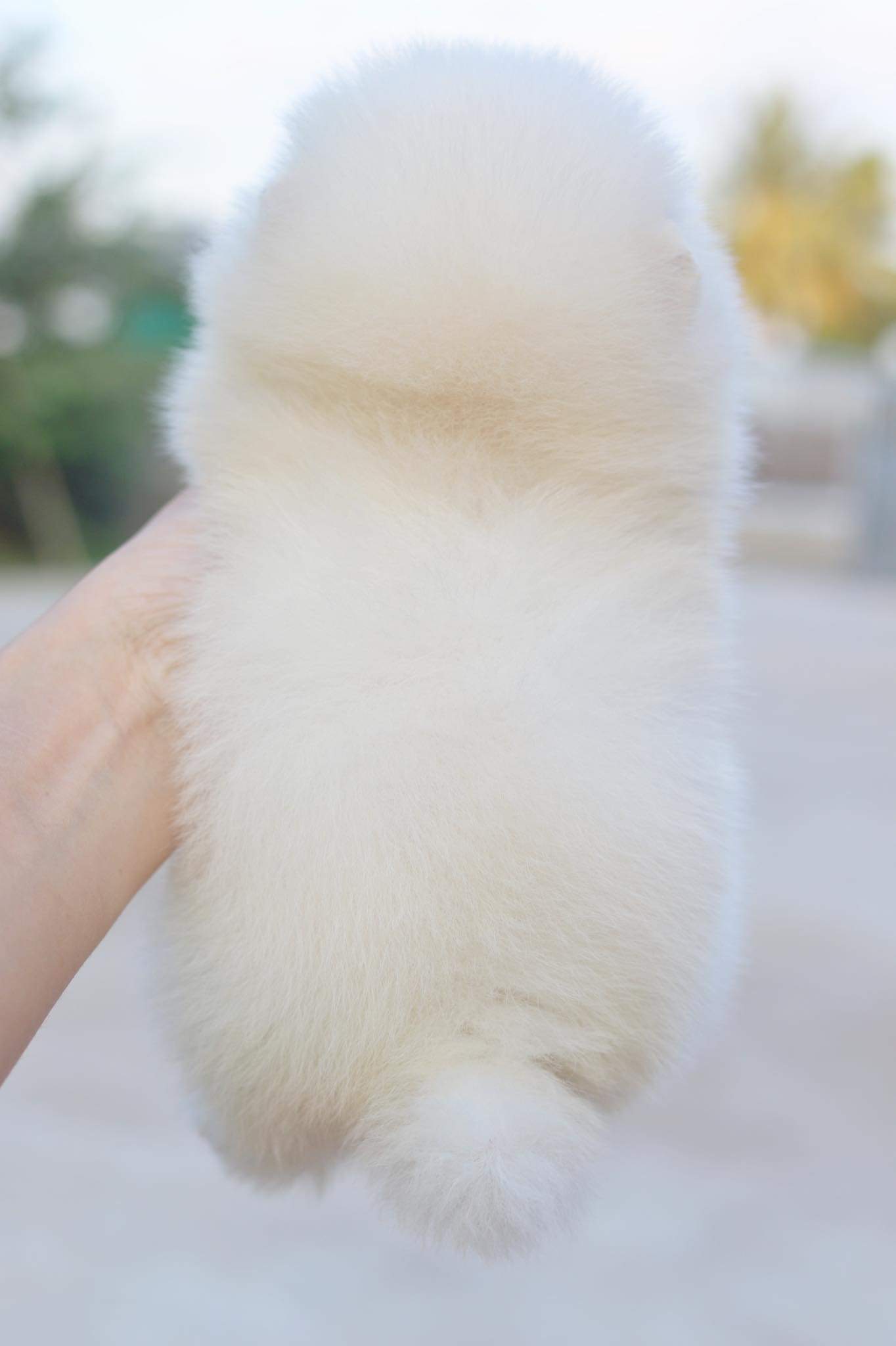 ปอมเมอเรเนียน เพศเมีย ขาวครีม ไซด์เล็กเกรดโชว์