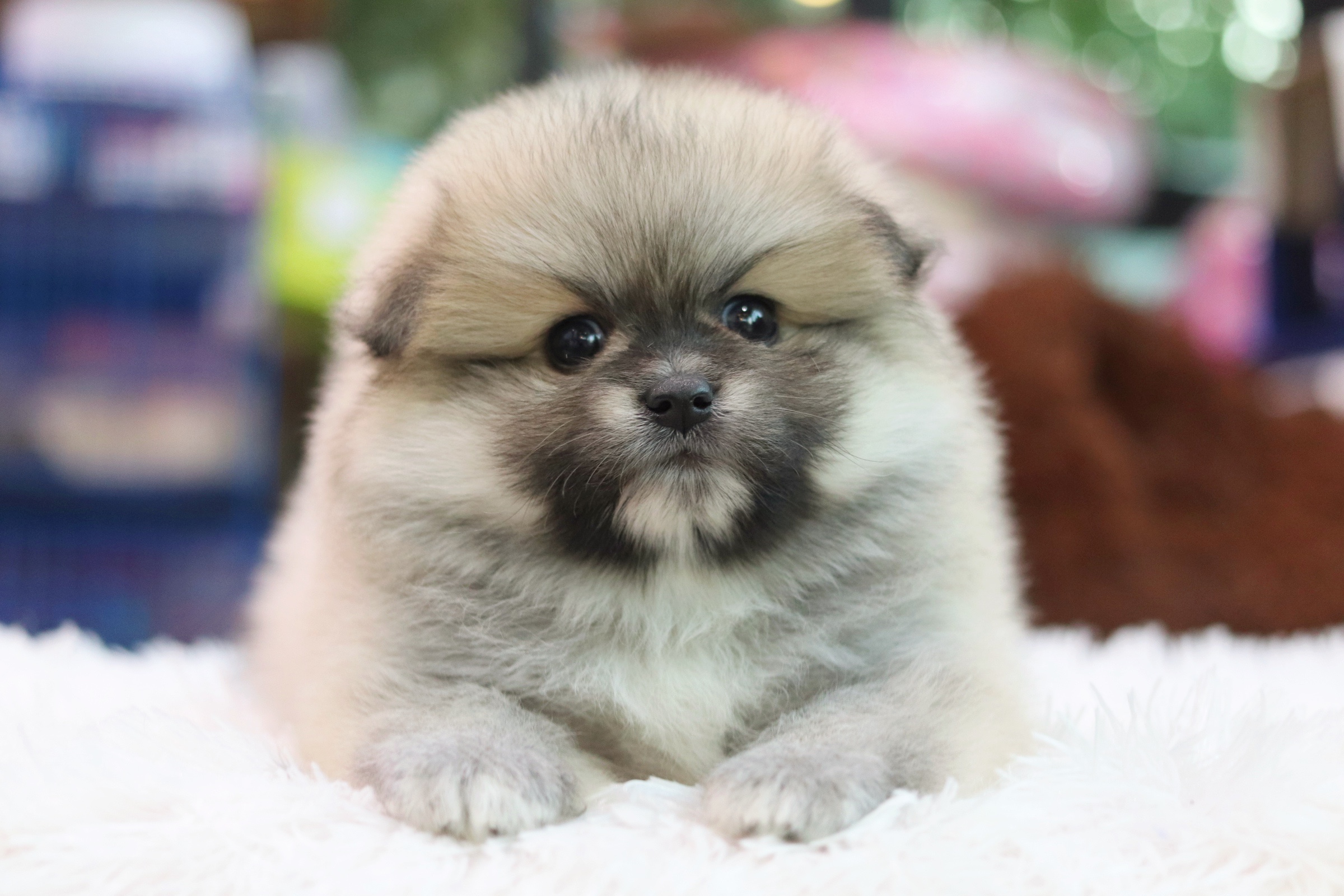 ปอมเมอเรเนียน เพศเมียสีส้ม