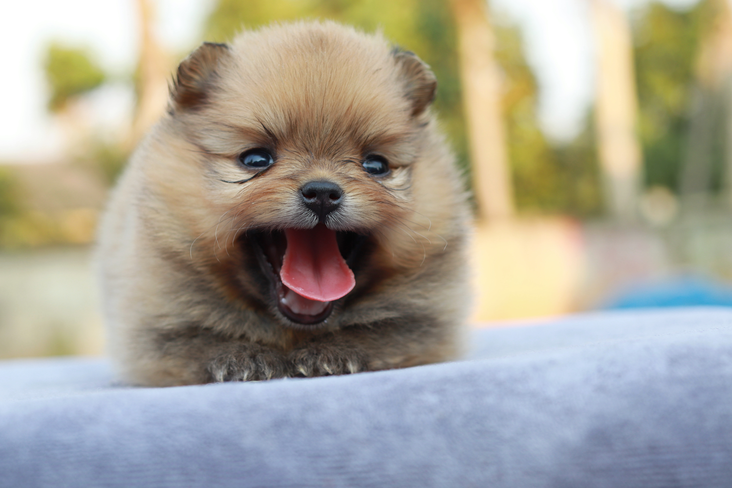 ปอมเมอเรเนียน เพศเมียสีส้ม