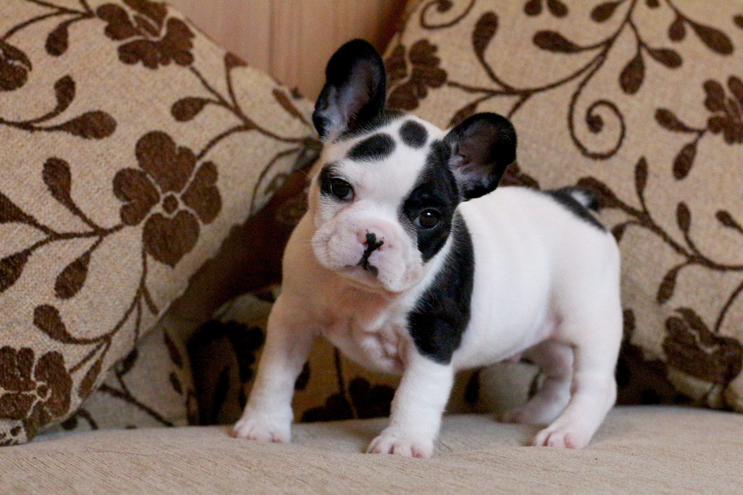 เด็กชาย หน้าตาเท่ห์ๆมาร์คิ้งข้างเดียว