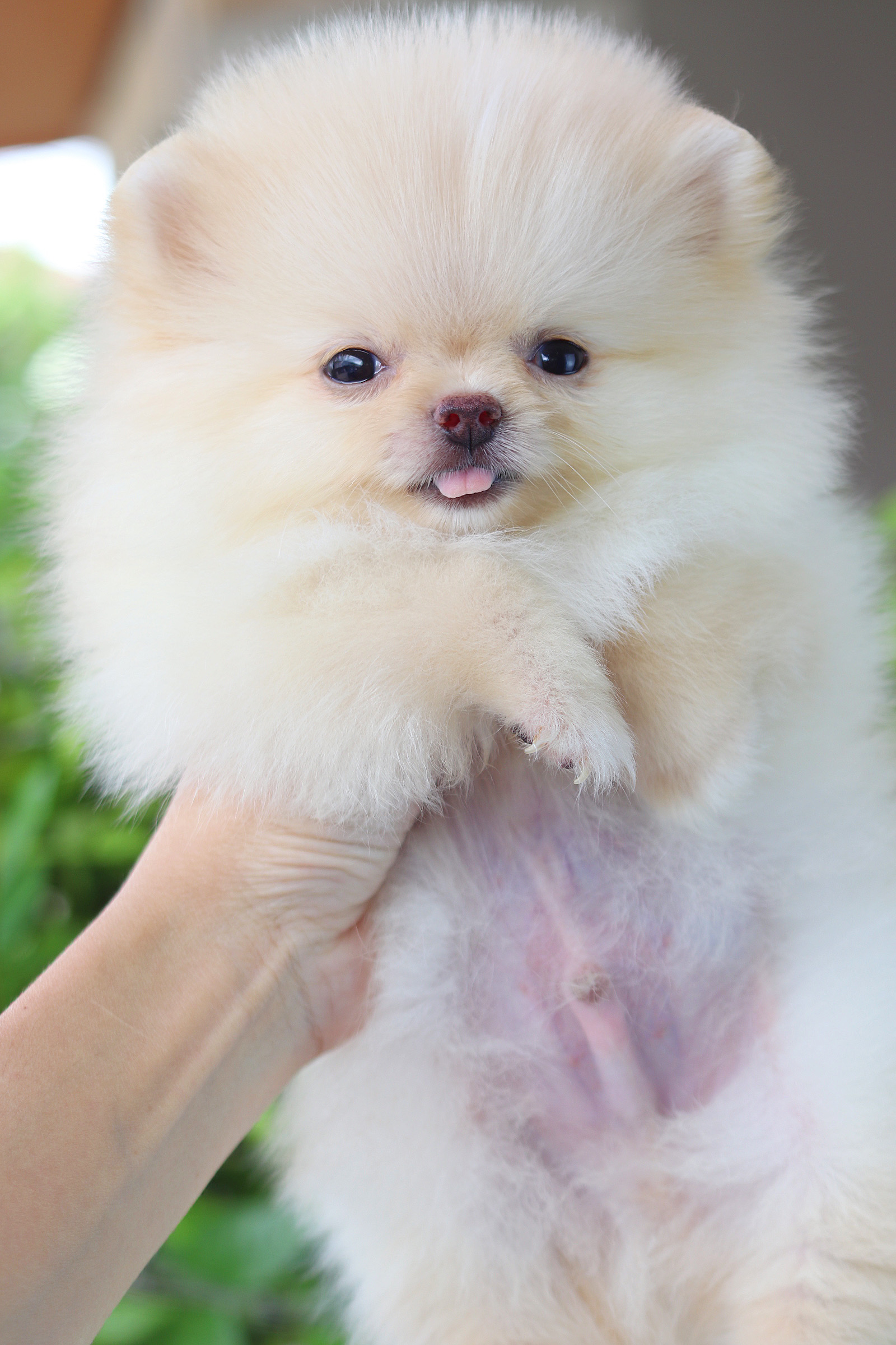 ปอมเมอเรเนียน เพศผู้ สีครีม