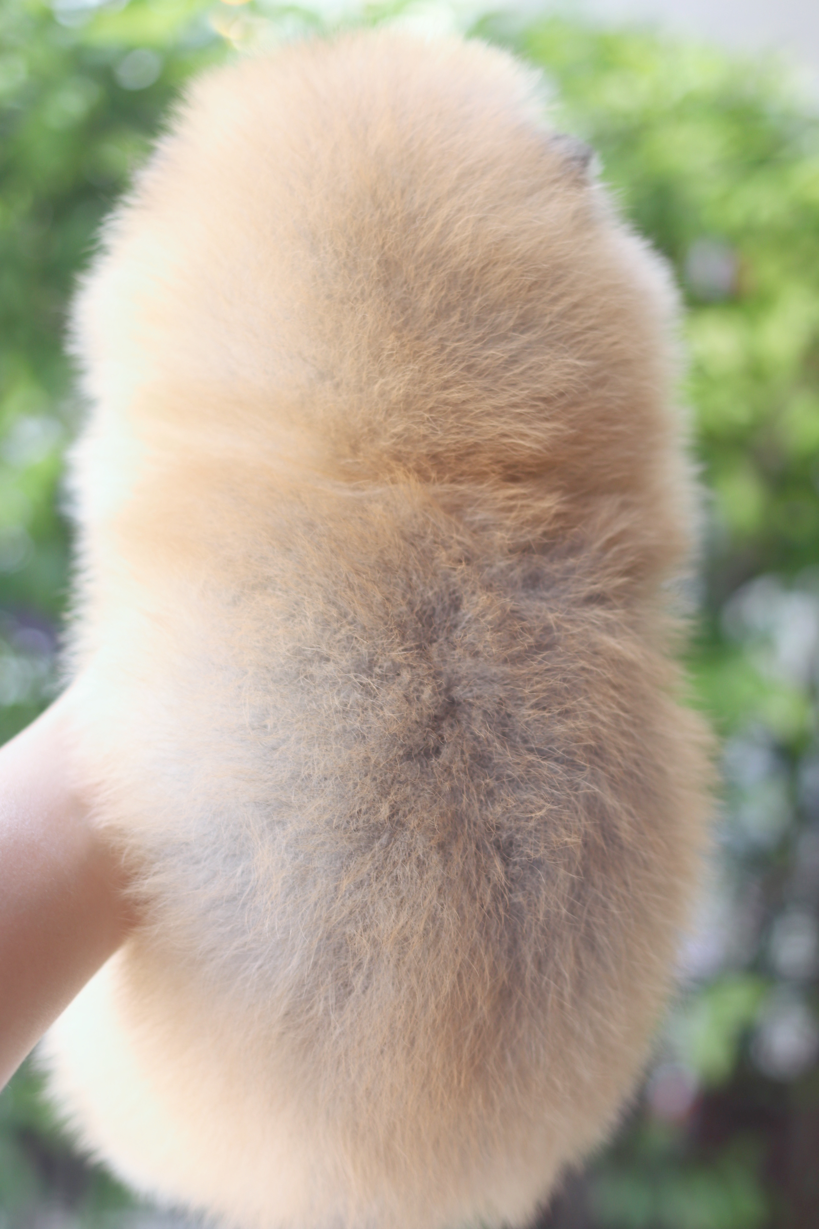 ปอมเมอเรเนียน เพศผู้สีส้ม