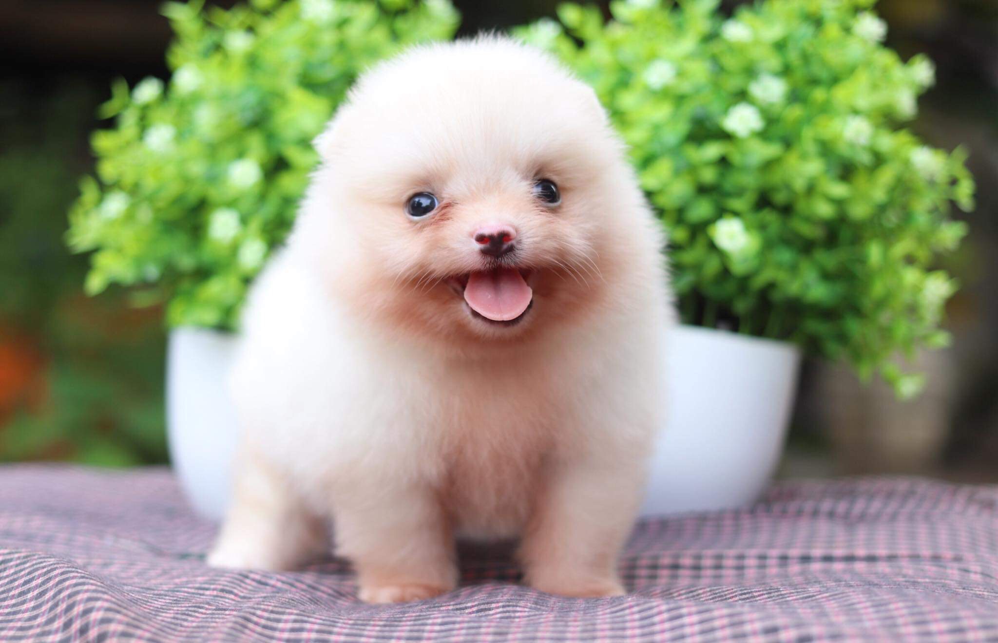 ปอมเมอเรเนียน เพศผู้