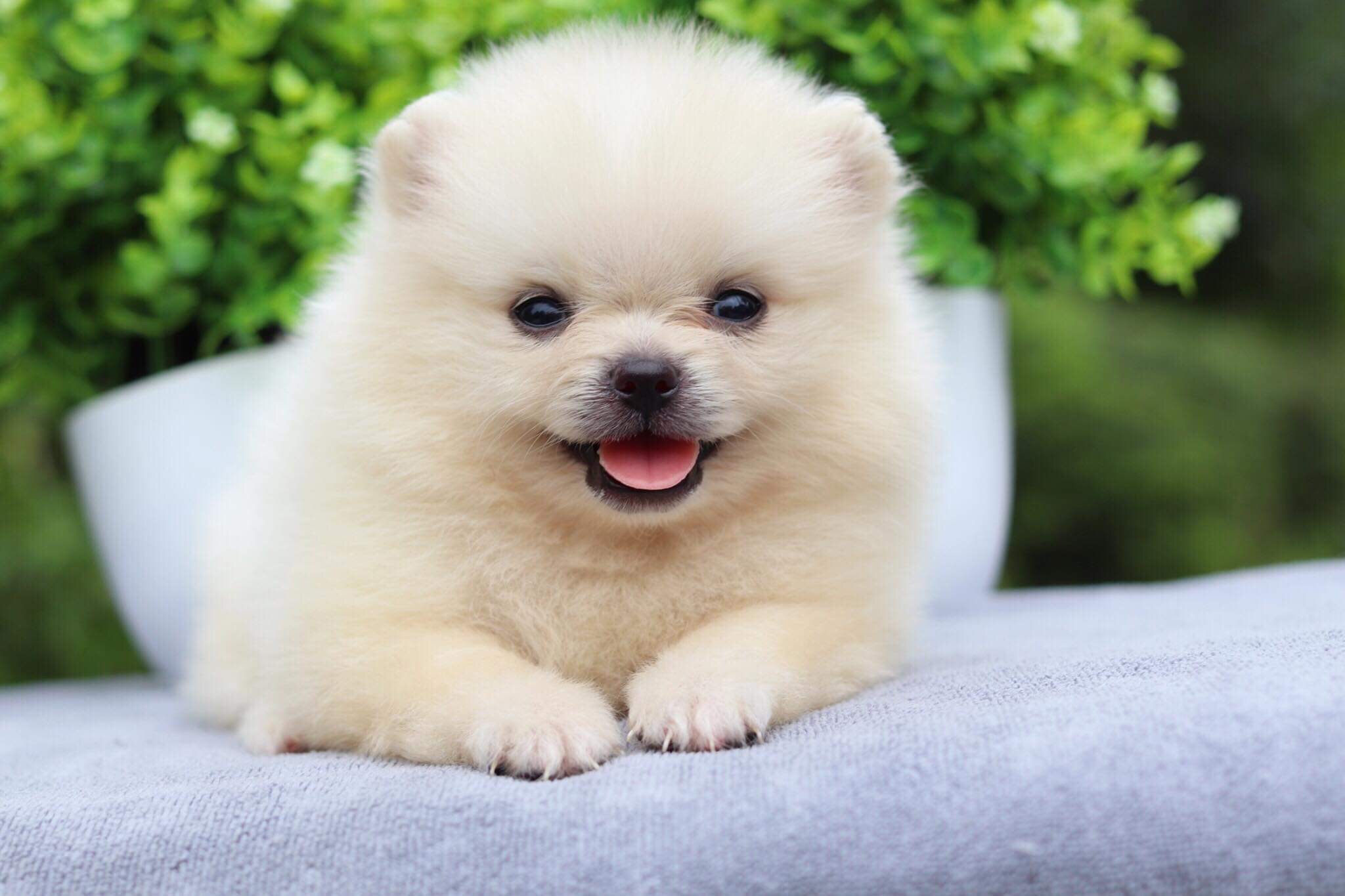 ปอมเมอเรเนียน เพศผู้