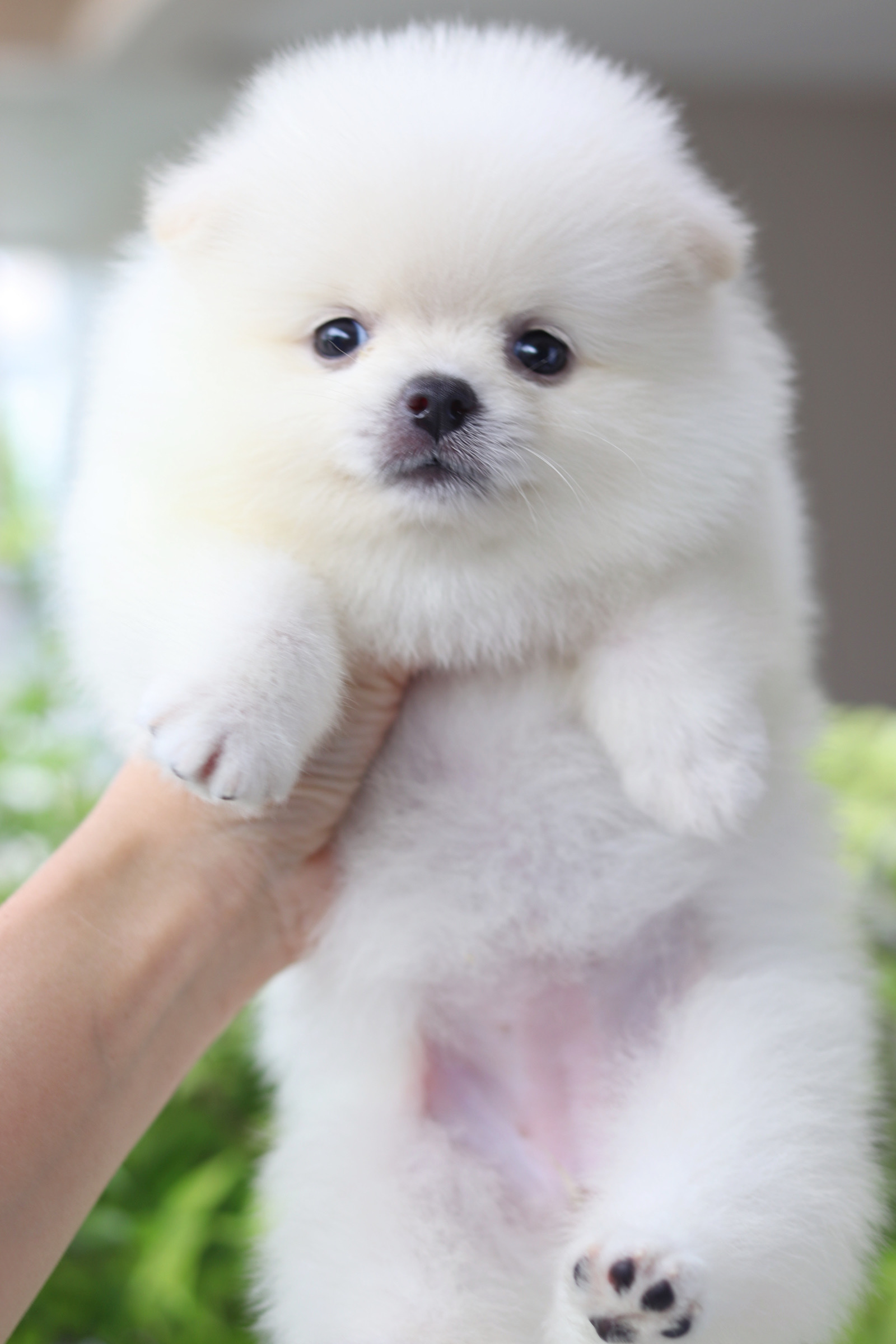 ปอมเมอเรเนียน เพศเมียสีขาวครีม