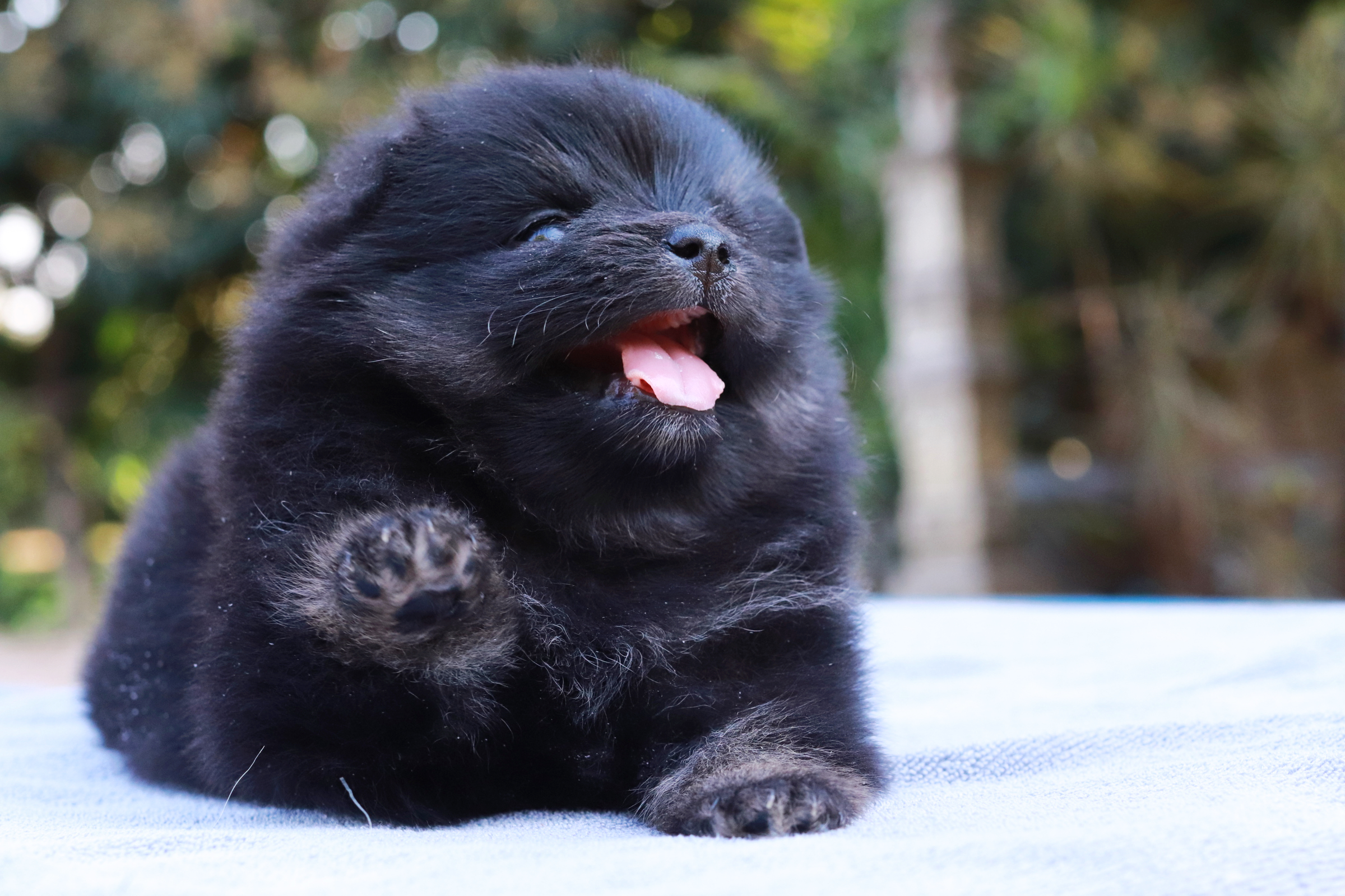 ปอมเมอเรเนียน เพศเมีย