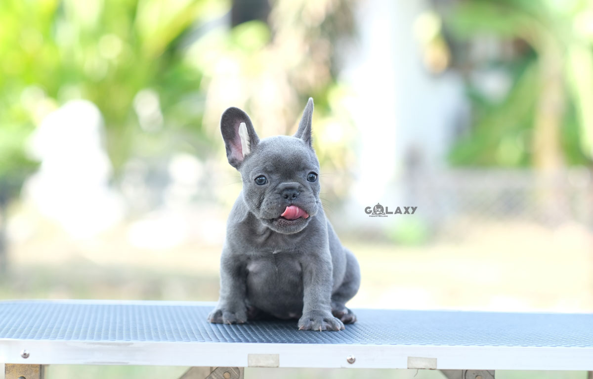 สาวน้อย สีบลู(สีเทา) หน้ากลมสั้นสวย แววตาสะกดจิตใครเห็นต้องหลงรัก , ได้รับการฉีดวัคซีนรวมป้องกัน5โรค , ถ่ายพยาธิตามกำหนด ก่อนการส่งมอบ , มีบริการส่งน้องต่างจังหวัด , สุนัขร่างกายสมบูรณ์แข็งแรง สุขภาพจิตดีทุกตัว 092-991-8888