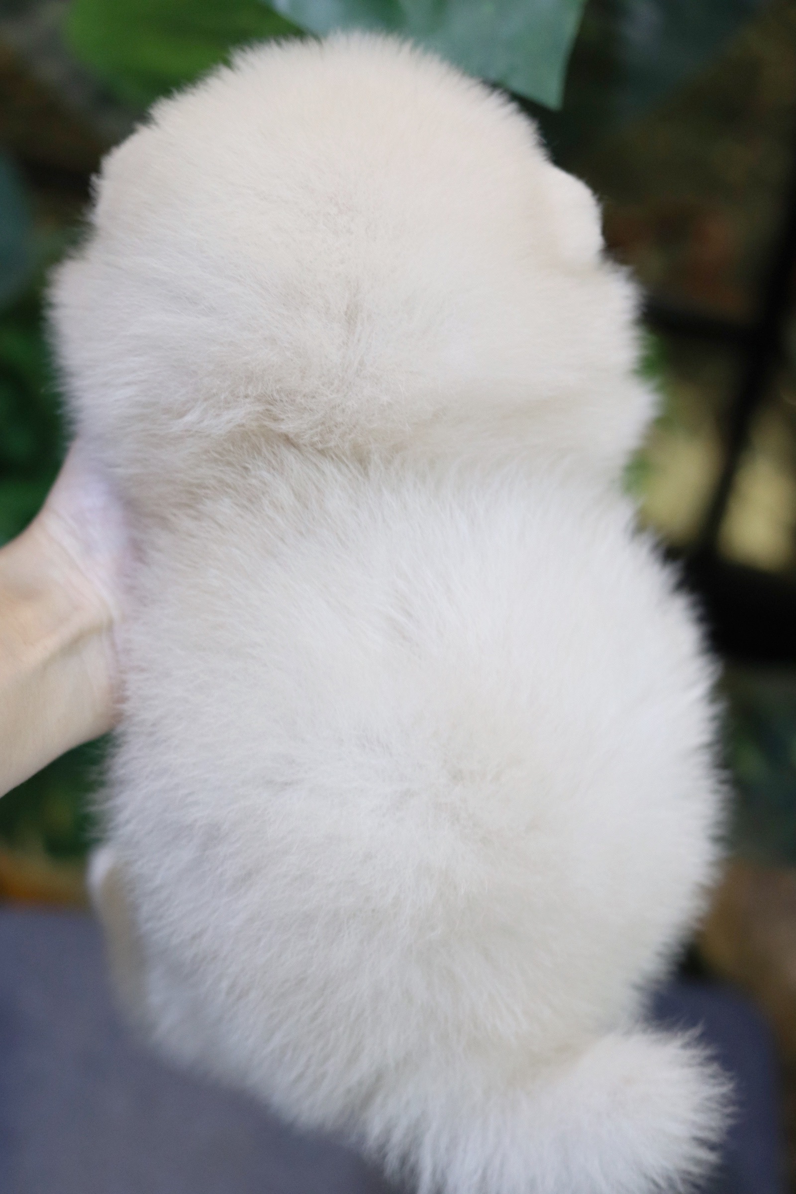 ปอมเมอเรเนียน เพศผู้ ขาวครีม