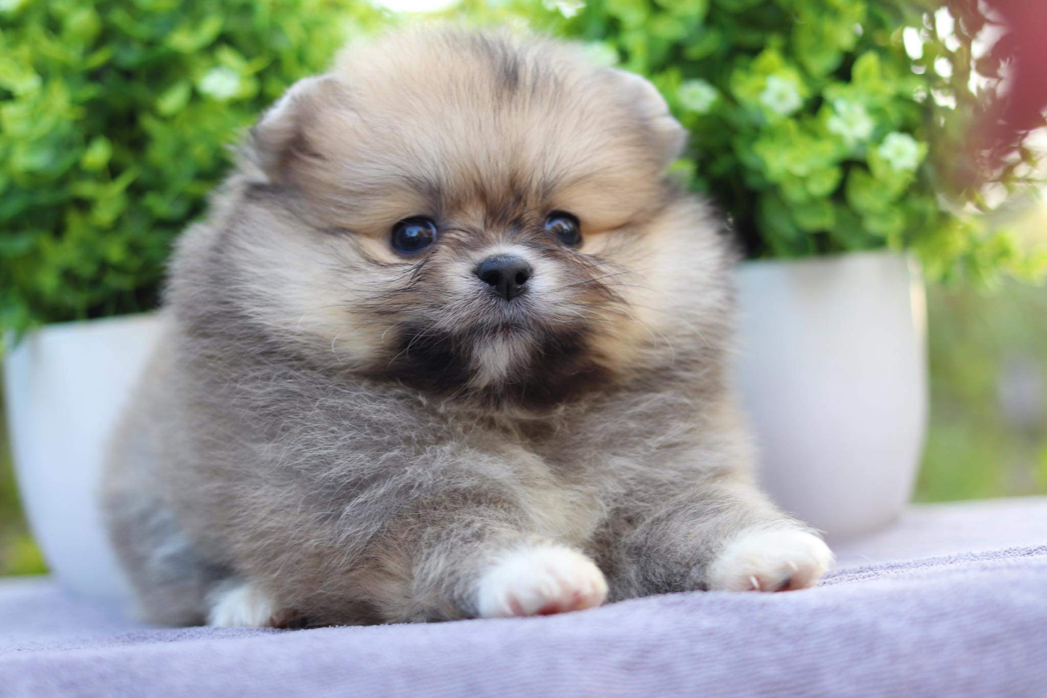 ปอมเมอเรเนียน เพศผู้