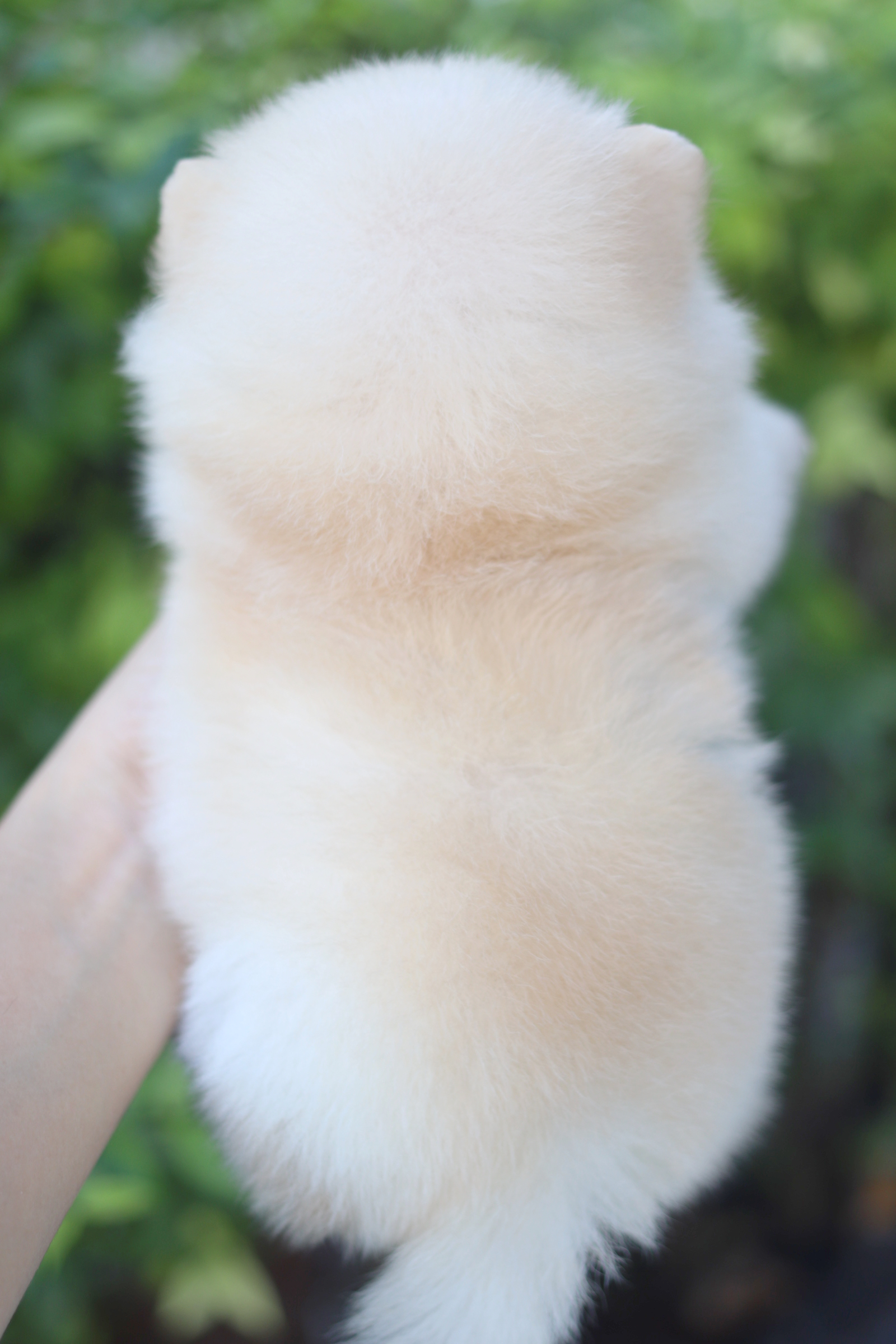 ปอมเมอเรเนียน เพศเมียสีขาวครีม