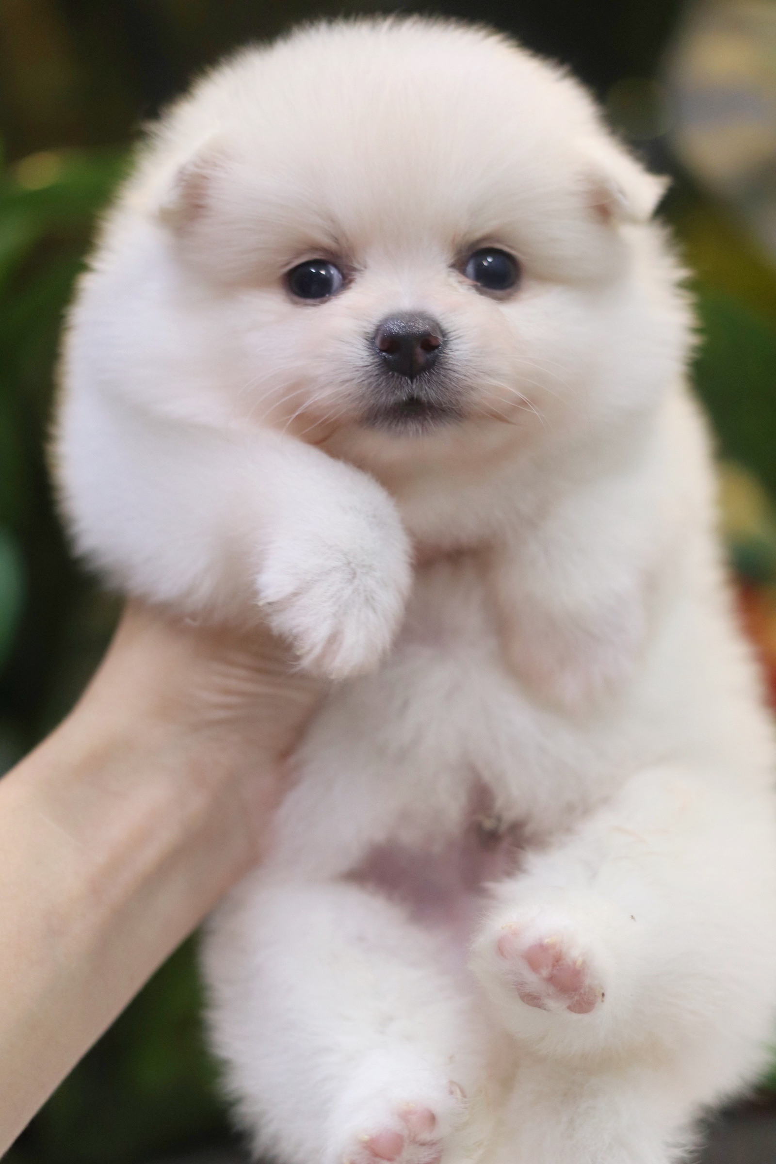 ปอมเมอเรเนียน เพศผู้ ขาวครีม