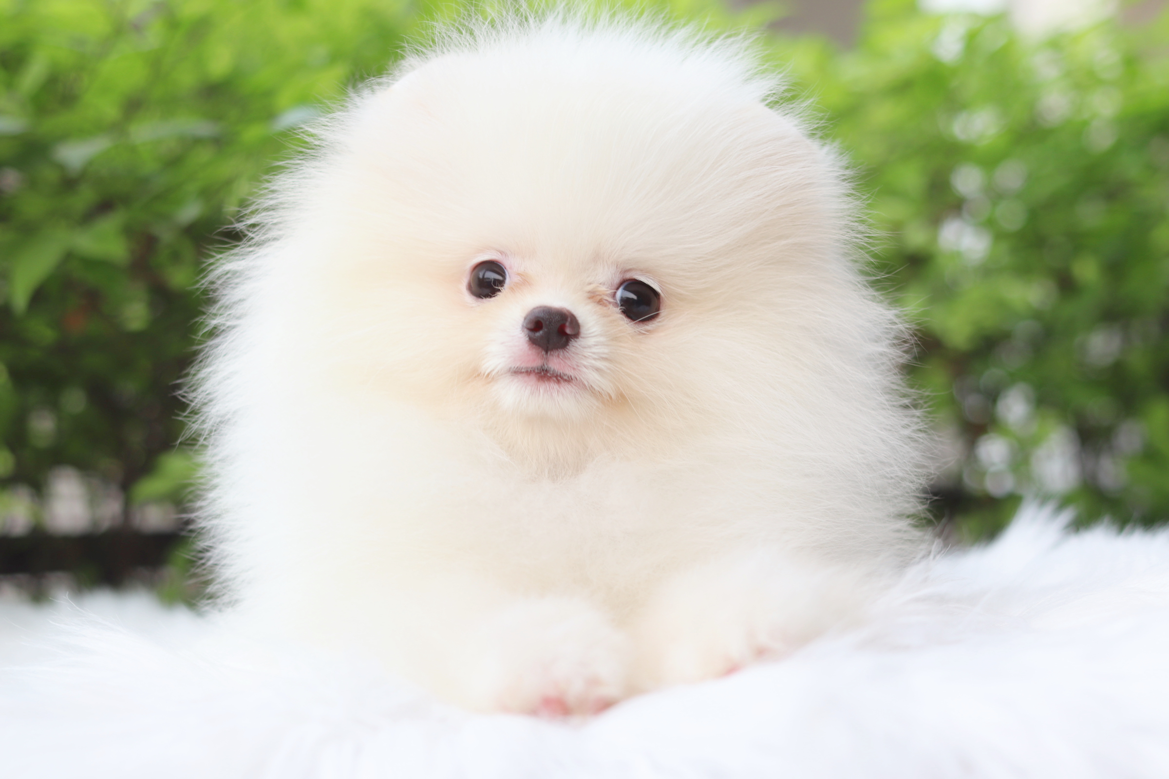 ปอมเมอเรเนียน เพศผู้สีขาวครีมเกรดโชว์