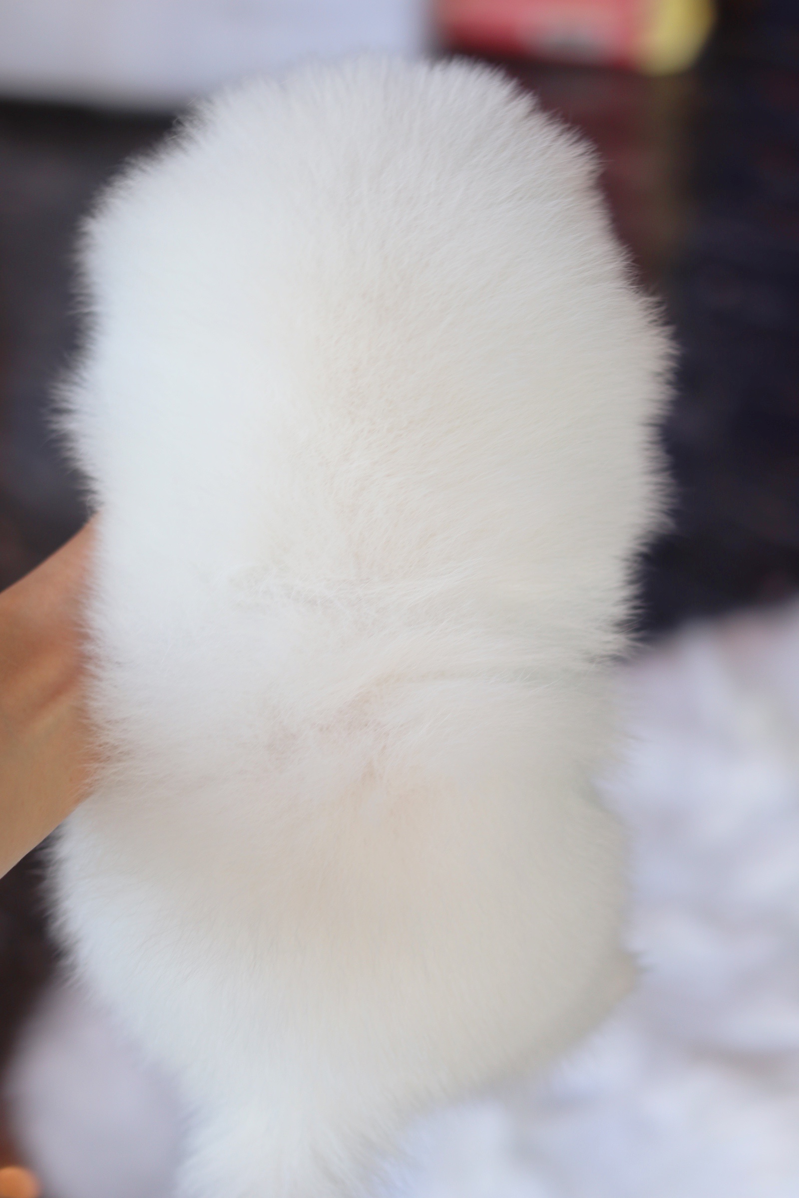 ปอมเมอเรเนียน เพศผู้ ขาวครีม เกรดโชว์