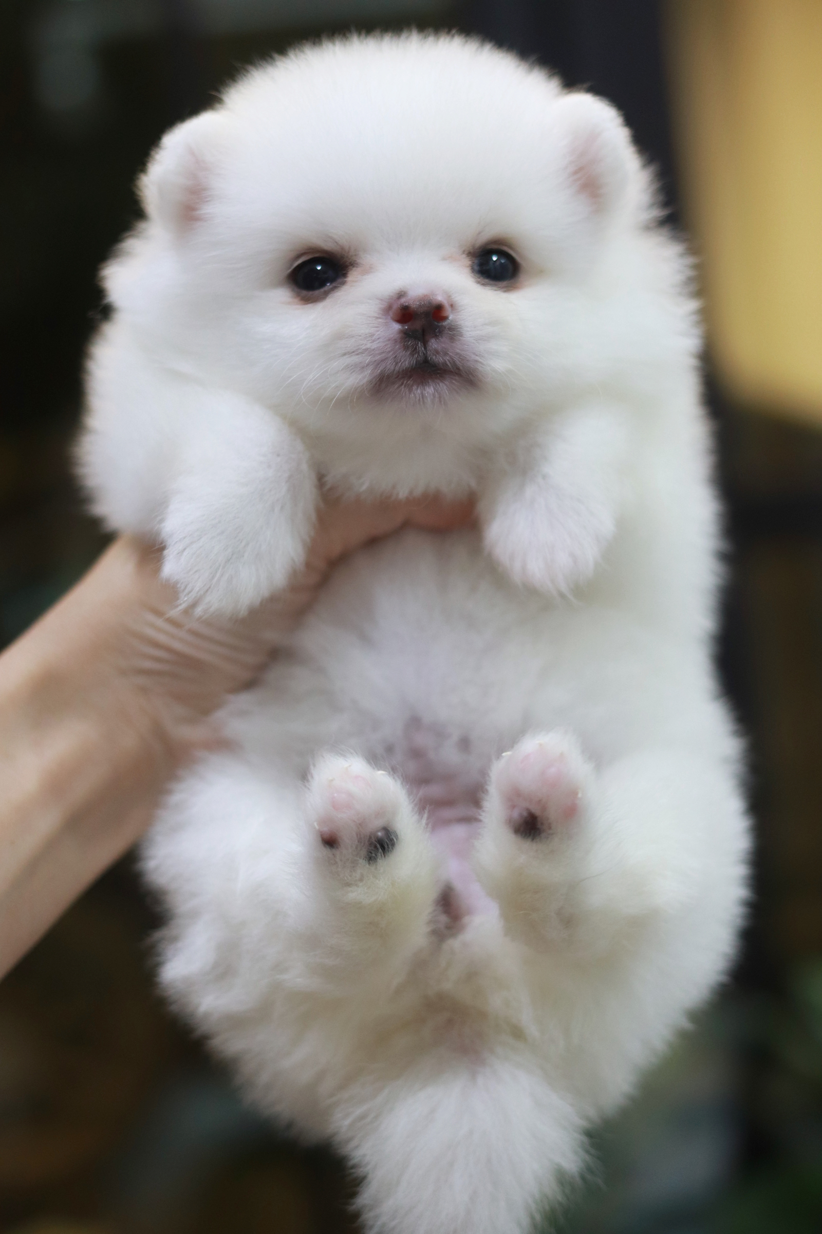 ปอมเมอเรเนียน เพศเมีย ไซส์เล็ก สีขาว