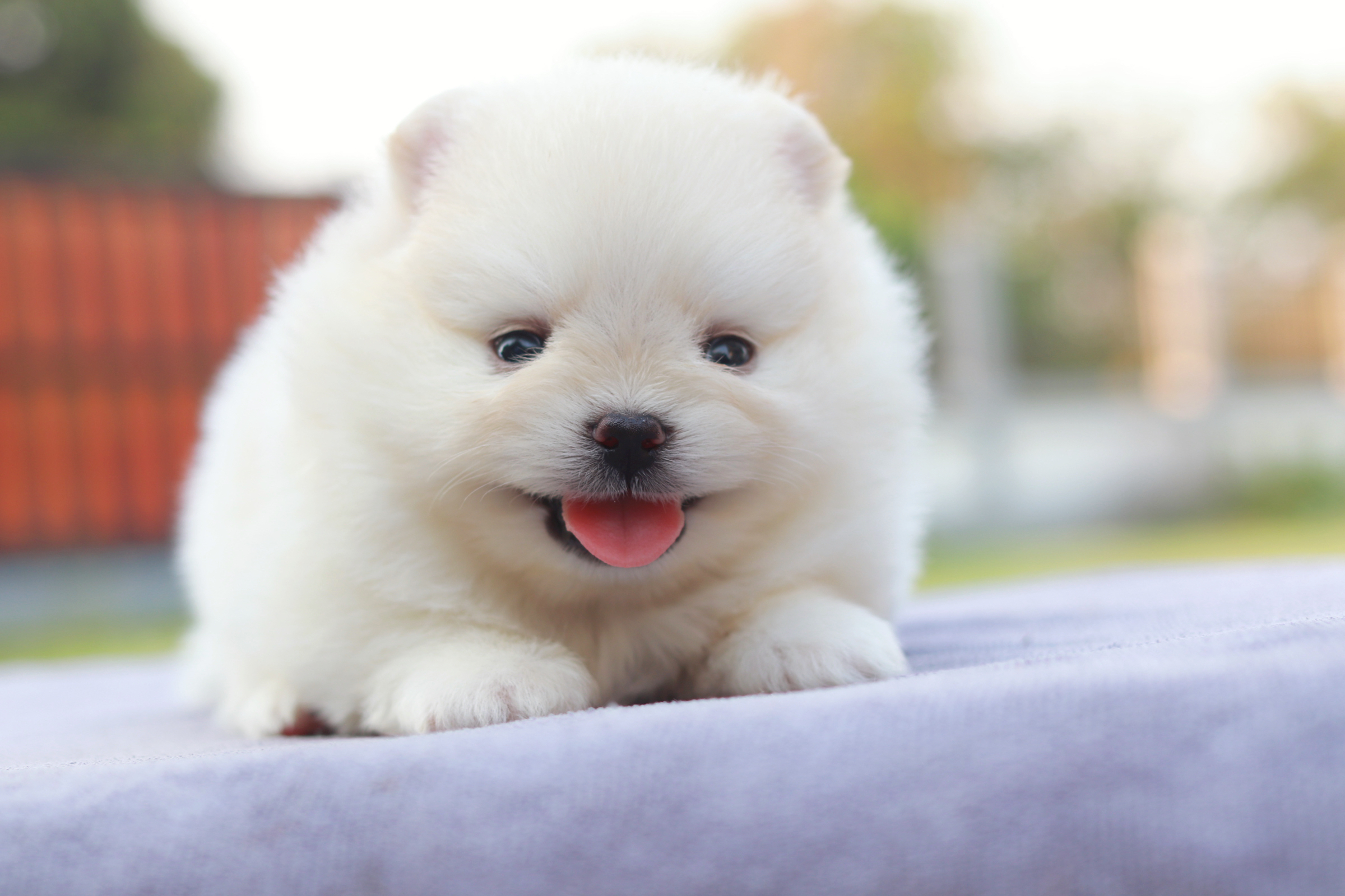 ปอมเมอเรเนียน เพศผู้ สุดหล่อขนแน่นหน้าสั้น