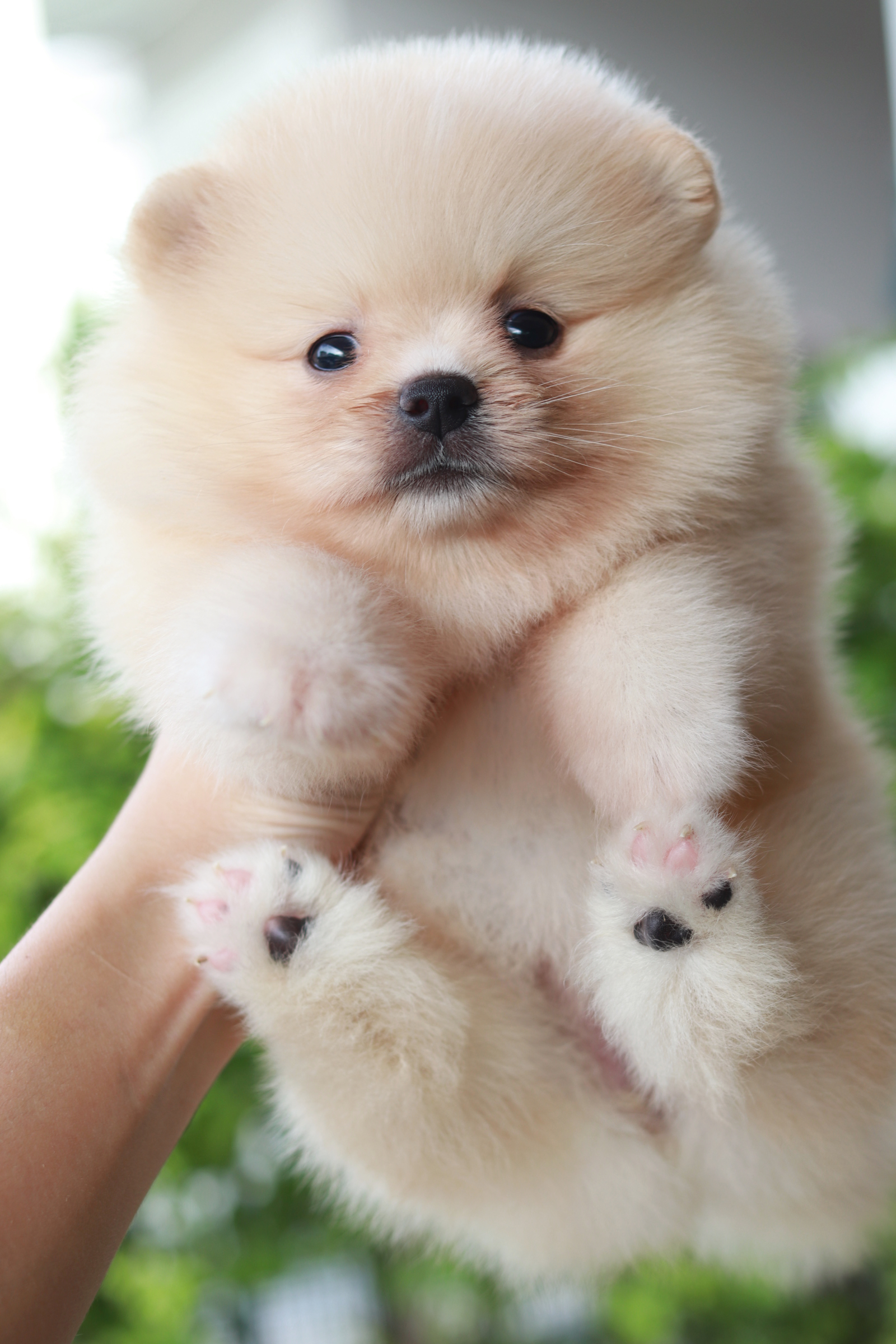 ปอมเมอเรเนียน เพศเมียครีม