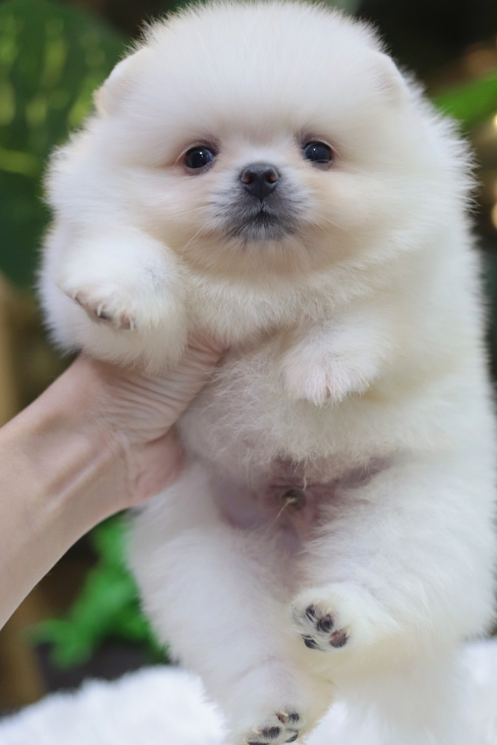 ปอมเมอเรเนียน เพศผู้ขาวครีม