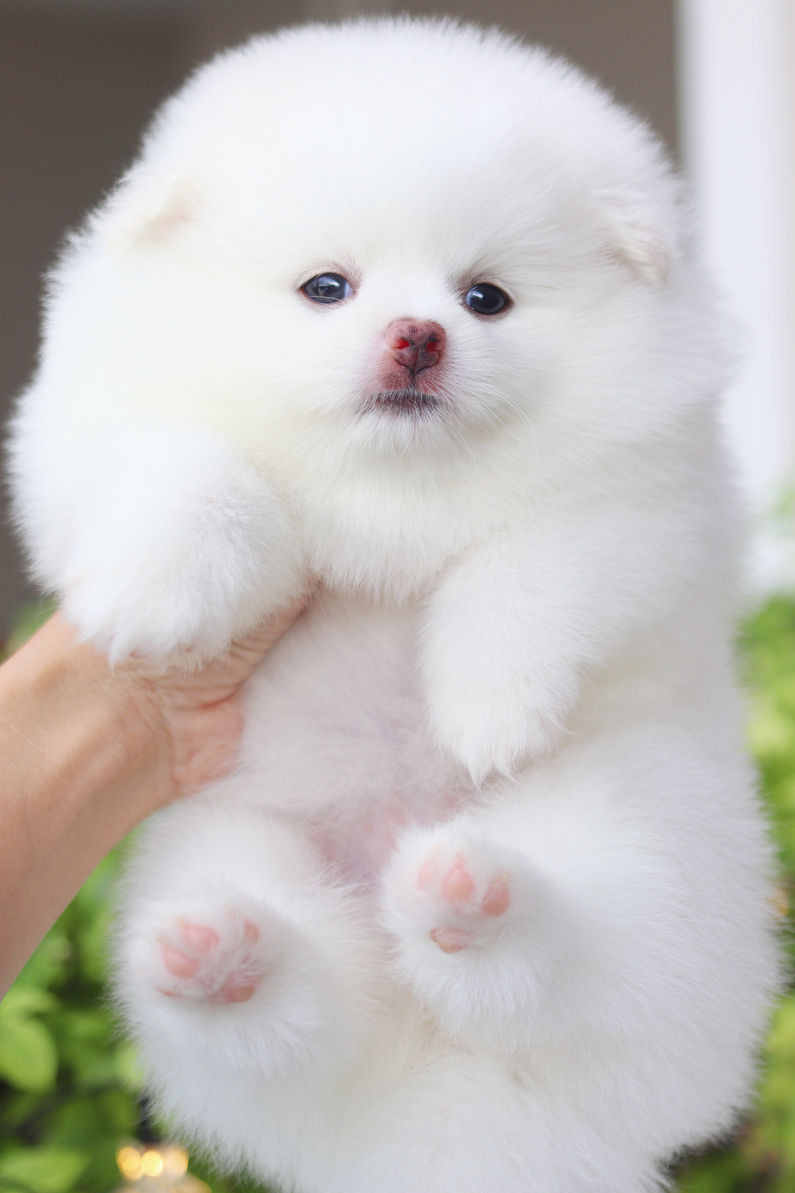 ปอมเมอเรเนียน เพศเมียสีขาว เกรดโชว์