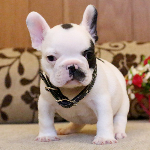 เด็กชายอาร์ก้า หน้าตาน่ารัก โครงสร้างสวย อายุ2เดือน