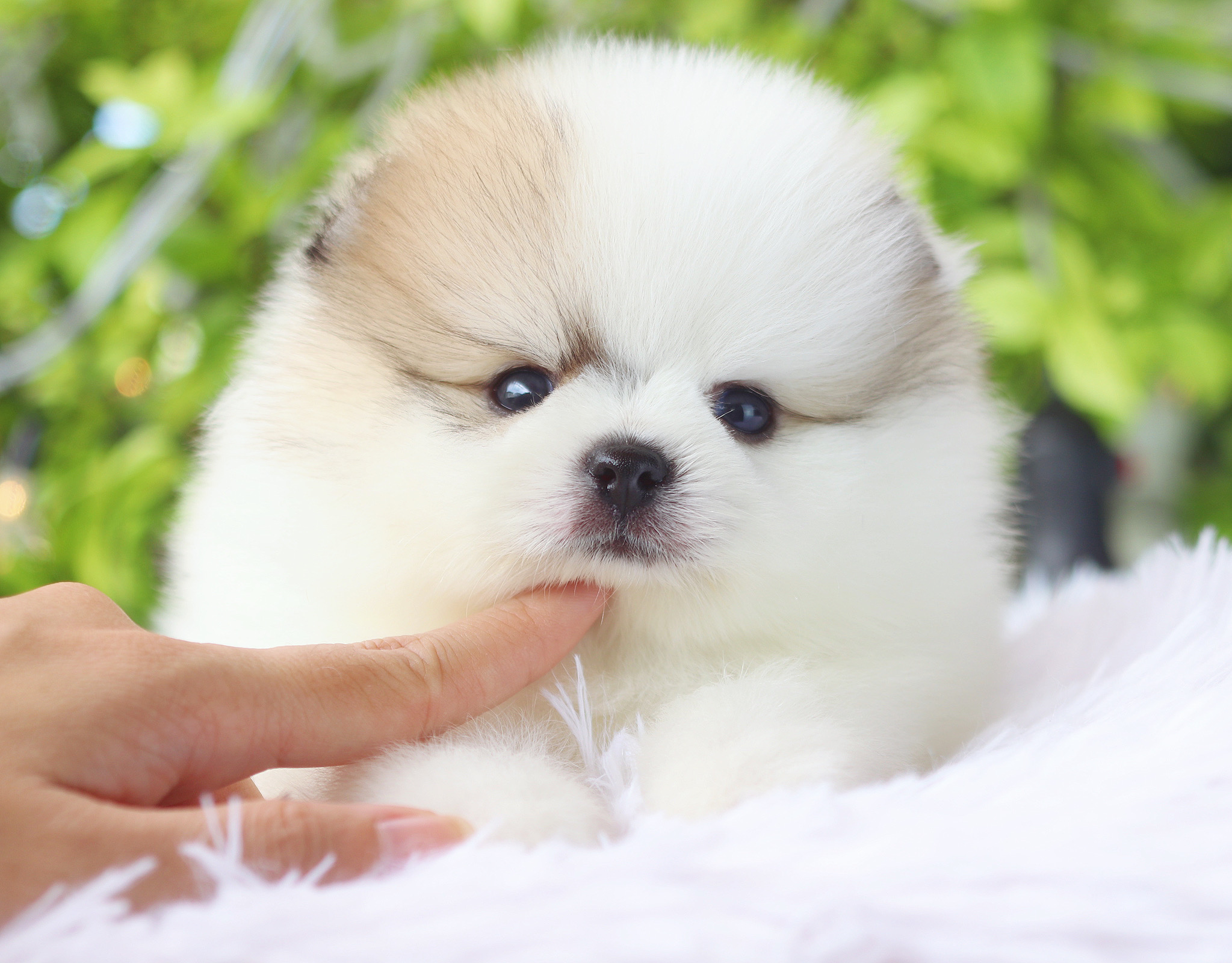 ปอมเมอเรเนียน เพศผู้ แฟนซี เกรดโชว์