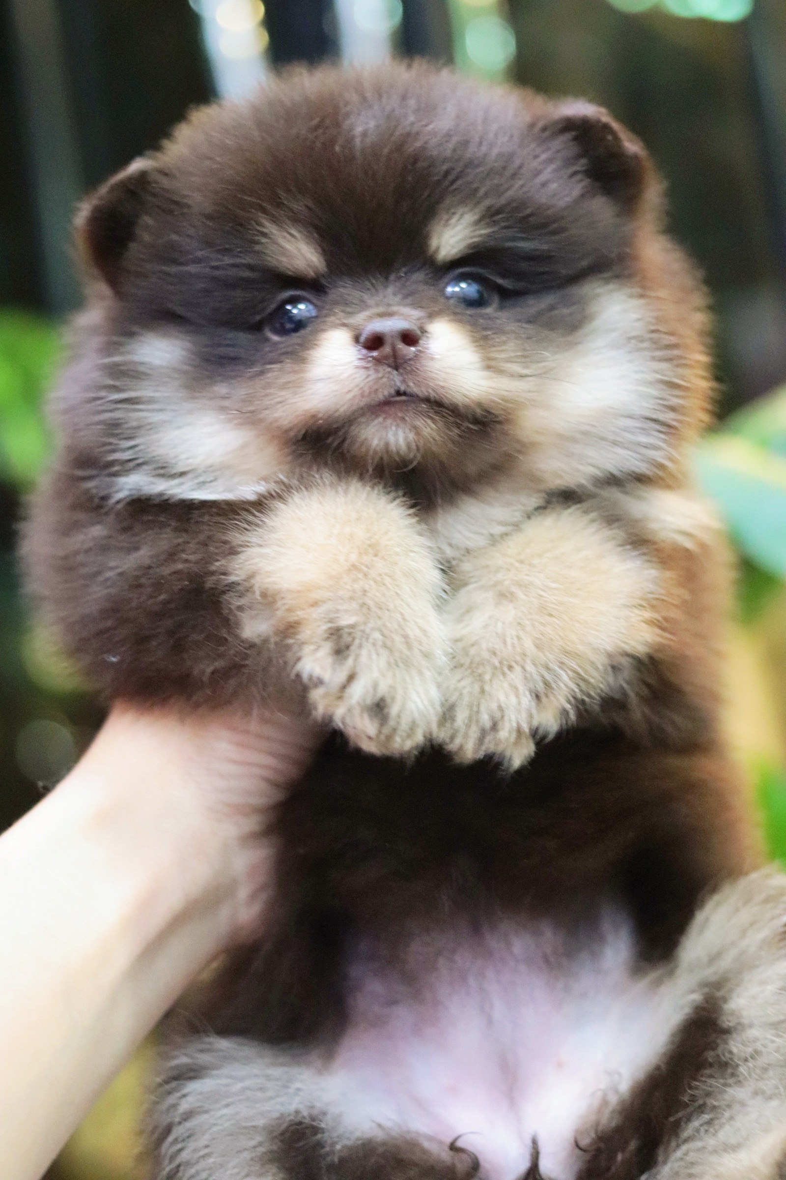 ปอมเมอเรเนียน เพศเมีย สีช็อคแทน