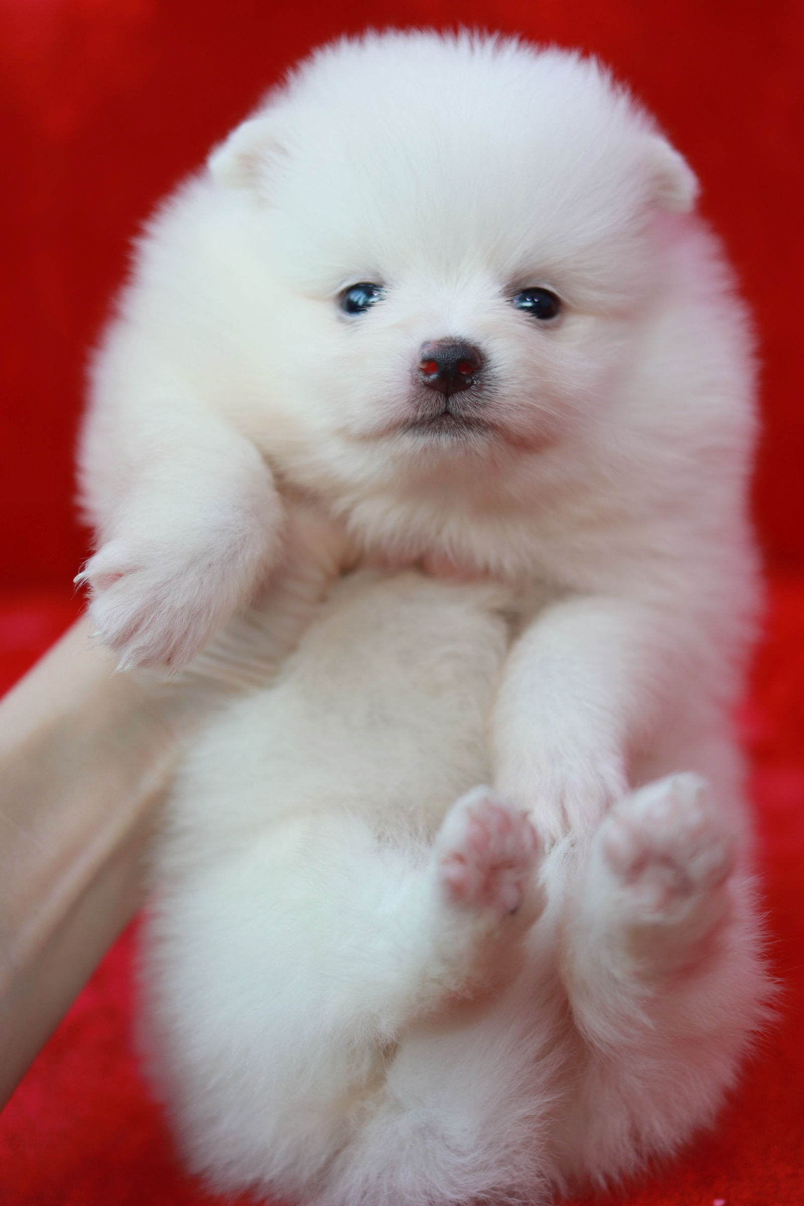 ปอมเมอเรเนียน เพศเมีย