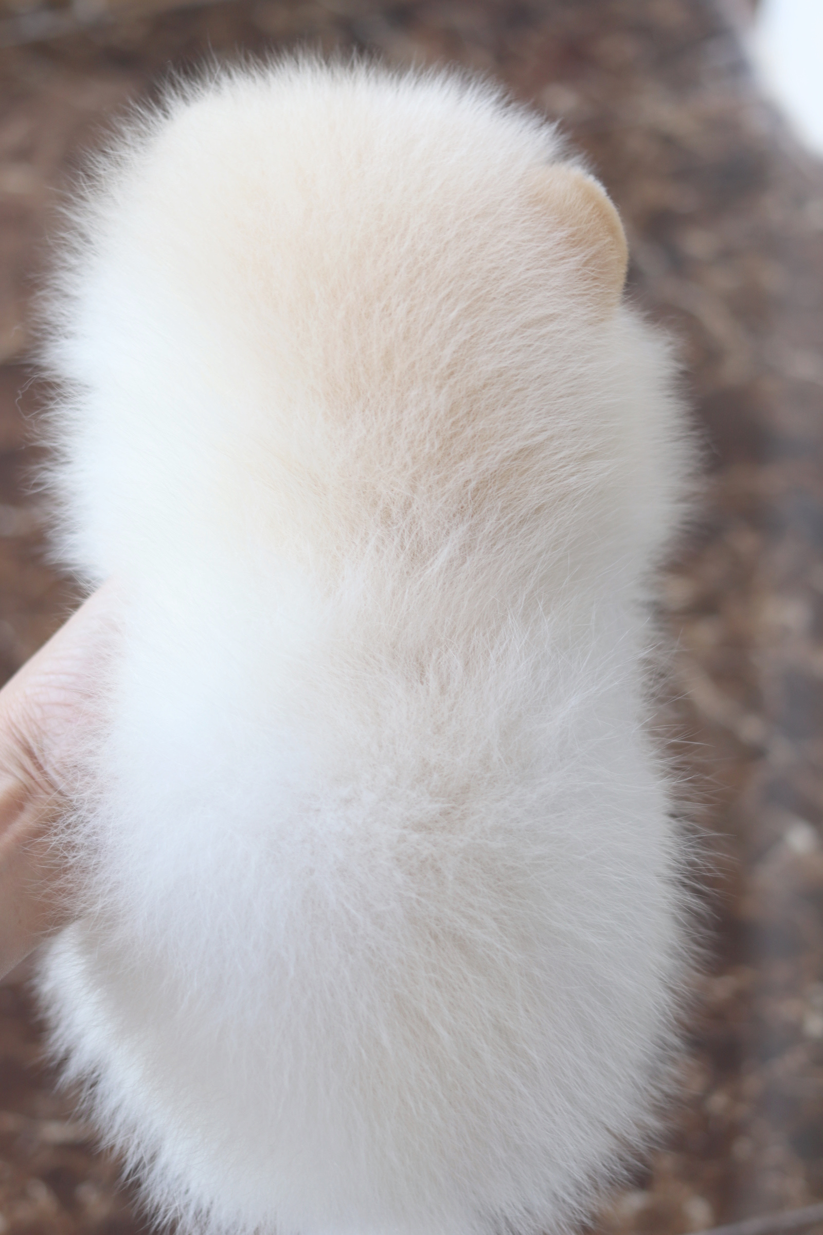 ปอมเมอเรเนียน เพศผู้ ขาวครีม ตาฟ้า