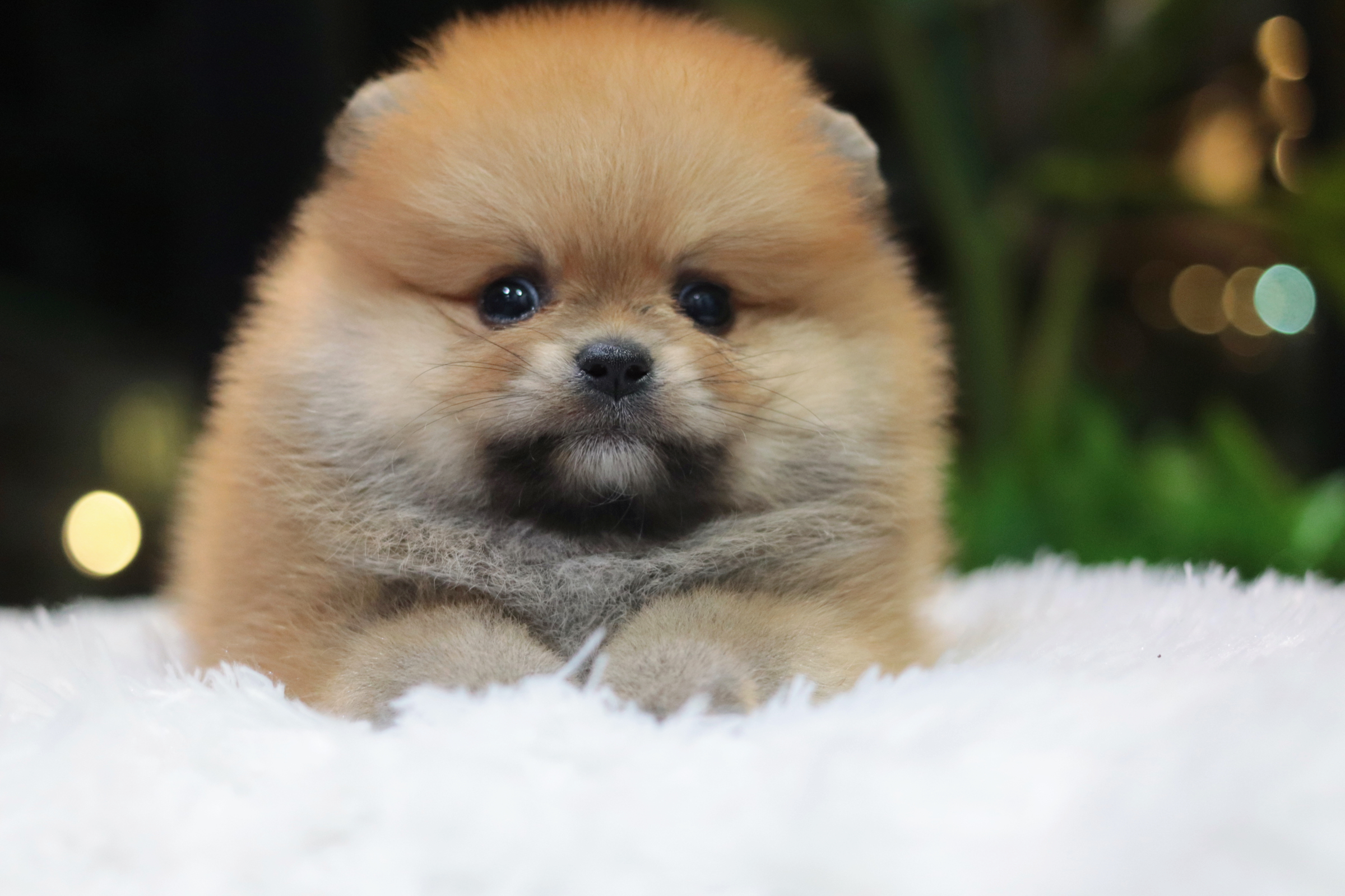 ปอมเมอเรเนียน เพศผู้สีส้ม