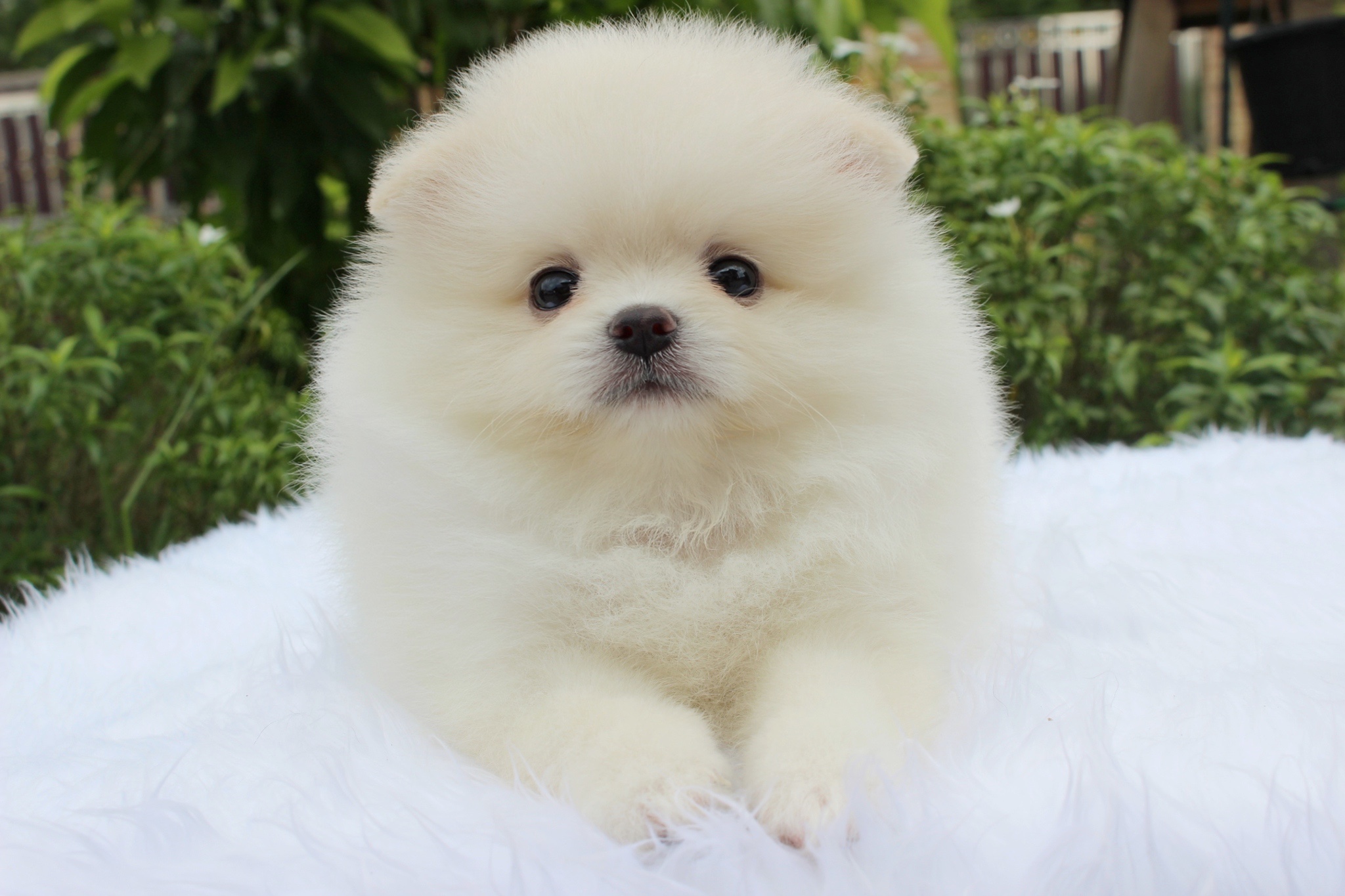 ปอมเมอเรเนียน เพศผู้ขาวครีม