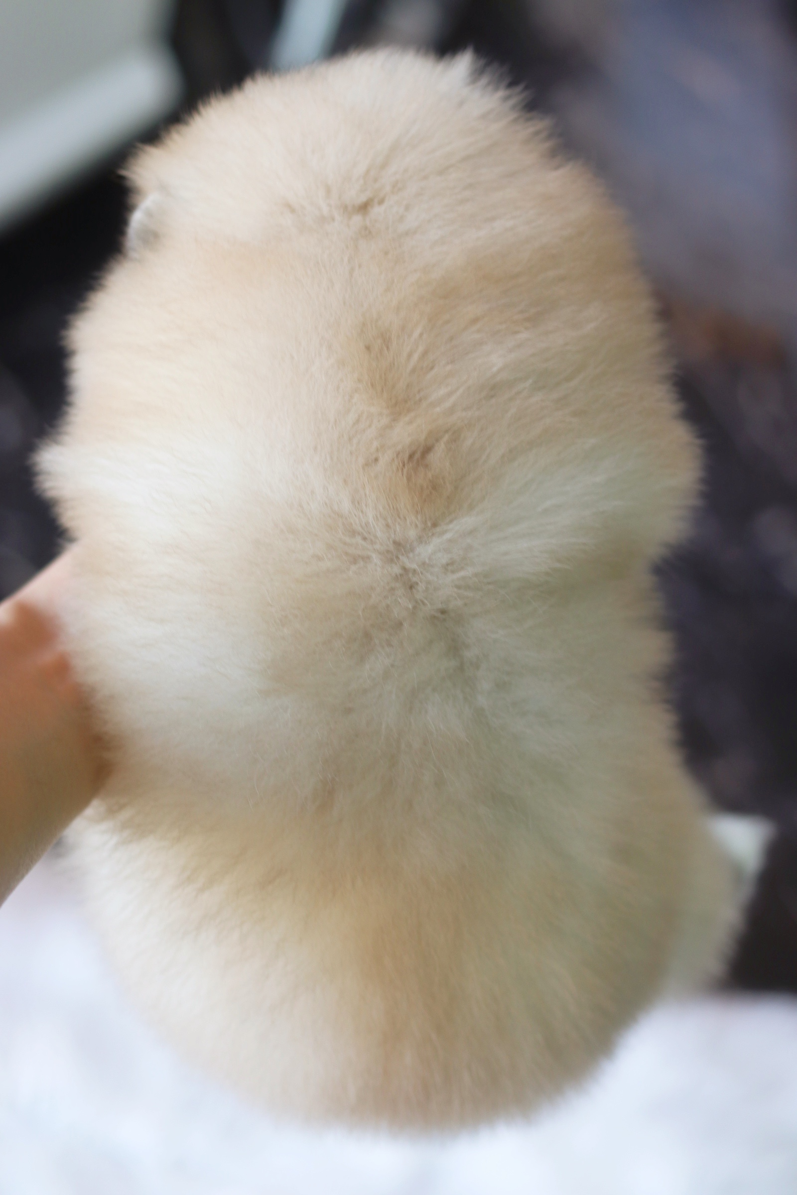 ปอมเมอเรเนียน เพศเมียสีส้ม