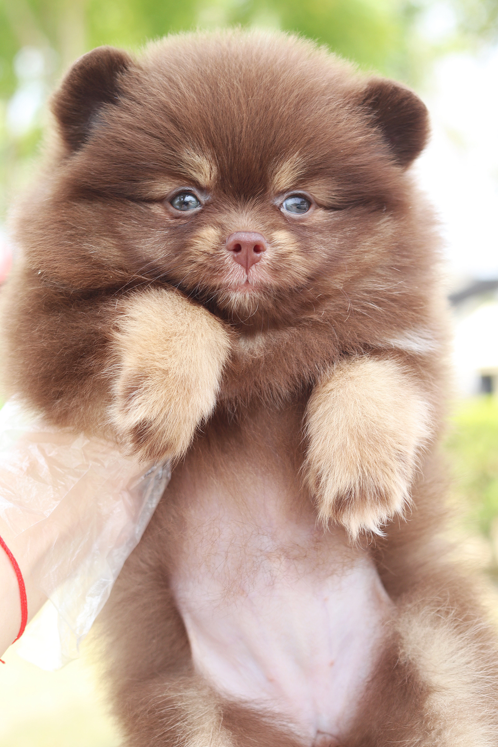 ปอมเมอเรเนียน เพศเมียสีช็อคแทน