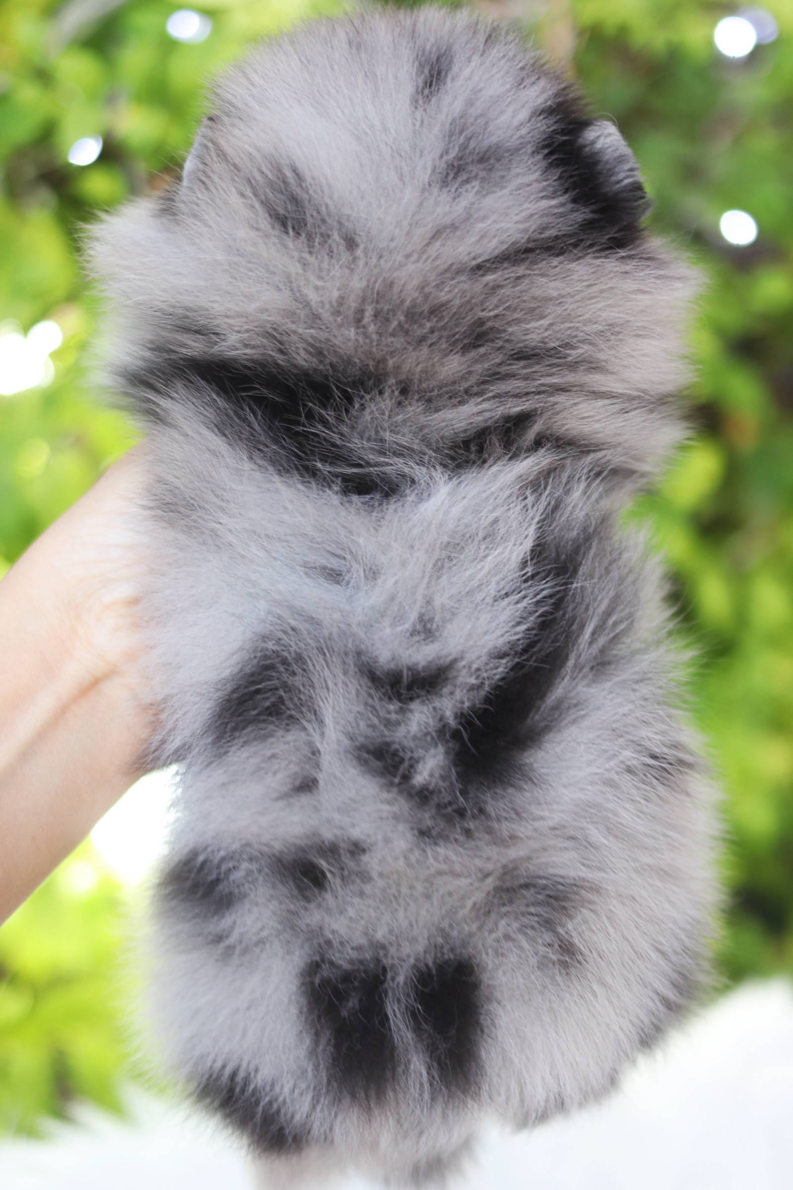 ปอมเมอเรเนียน เพศเมีย สีเมอร์เร่ เกรดโชว์