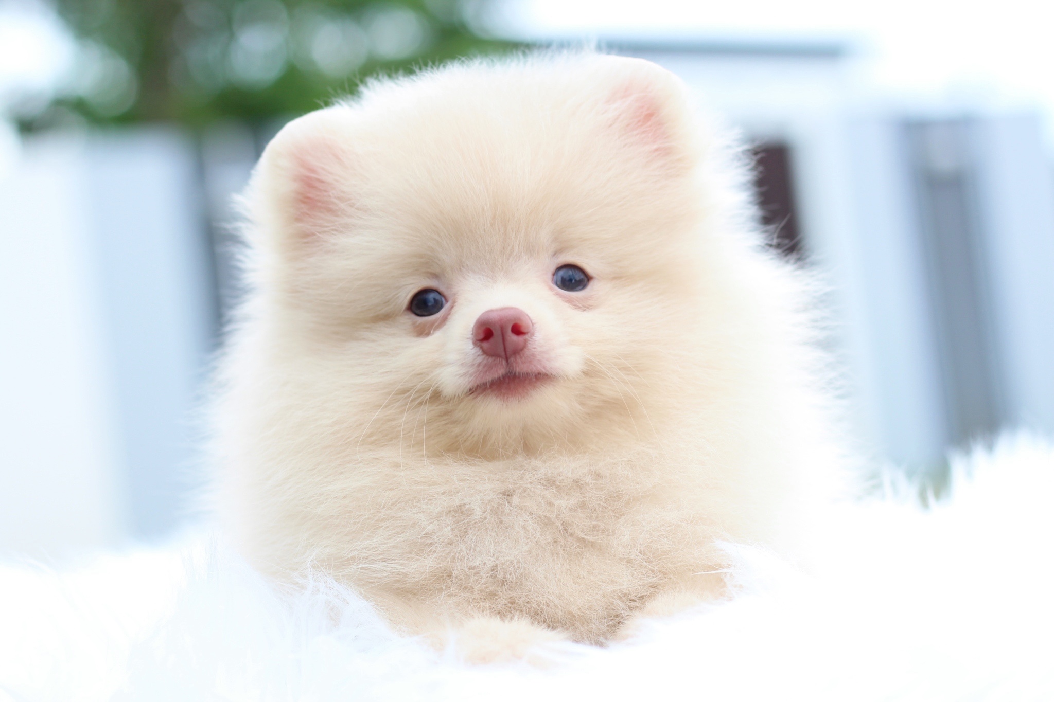 ปอมเมอเรเนียน เพศผู้สีครีม