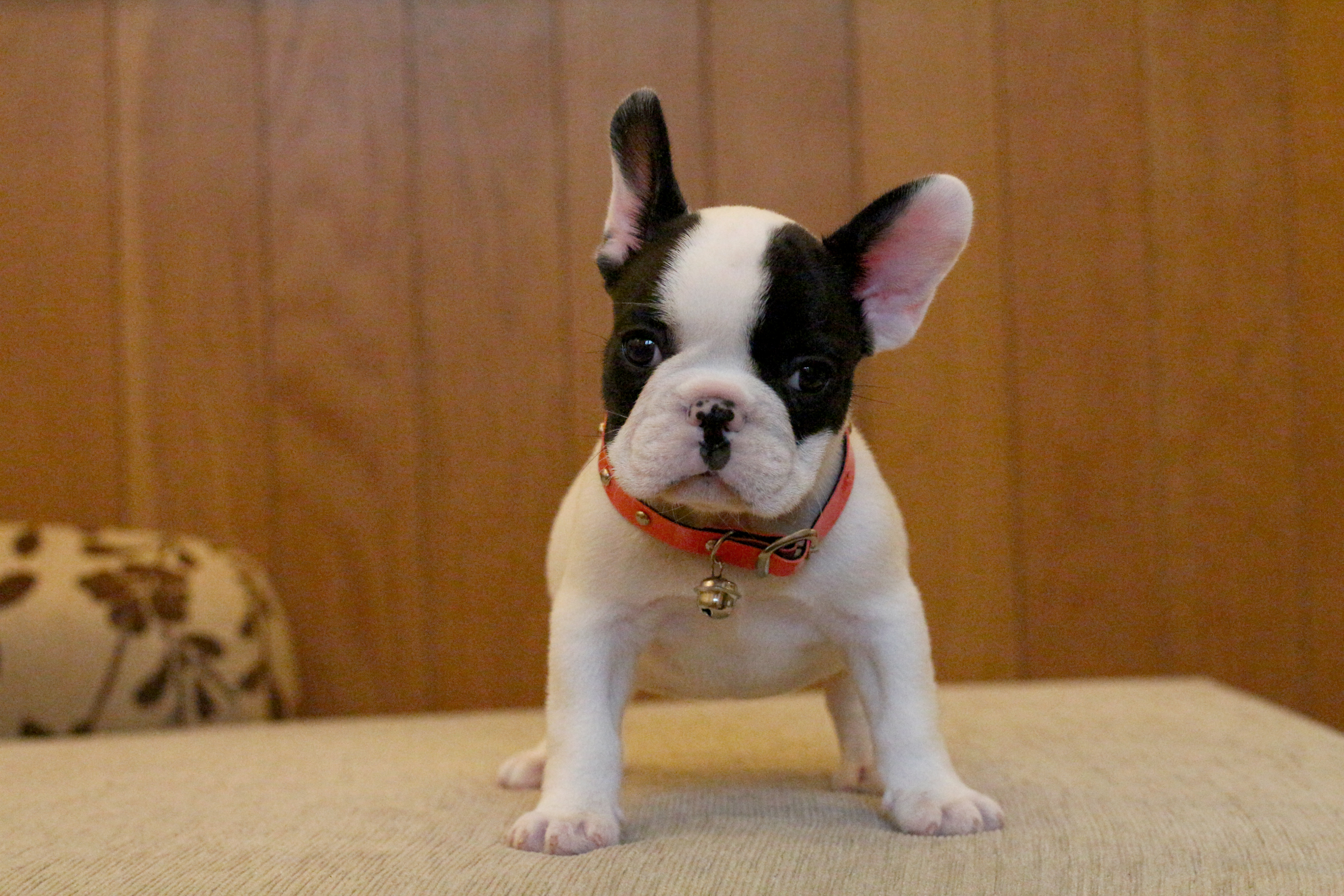 เด็กหญิงไข่เจียว เฟรนช์บูลด็อกเพศเมีย หัวโตสวย