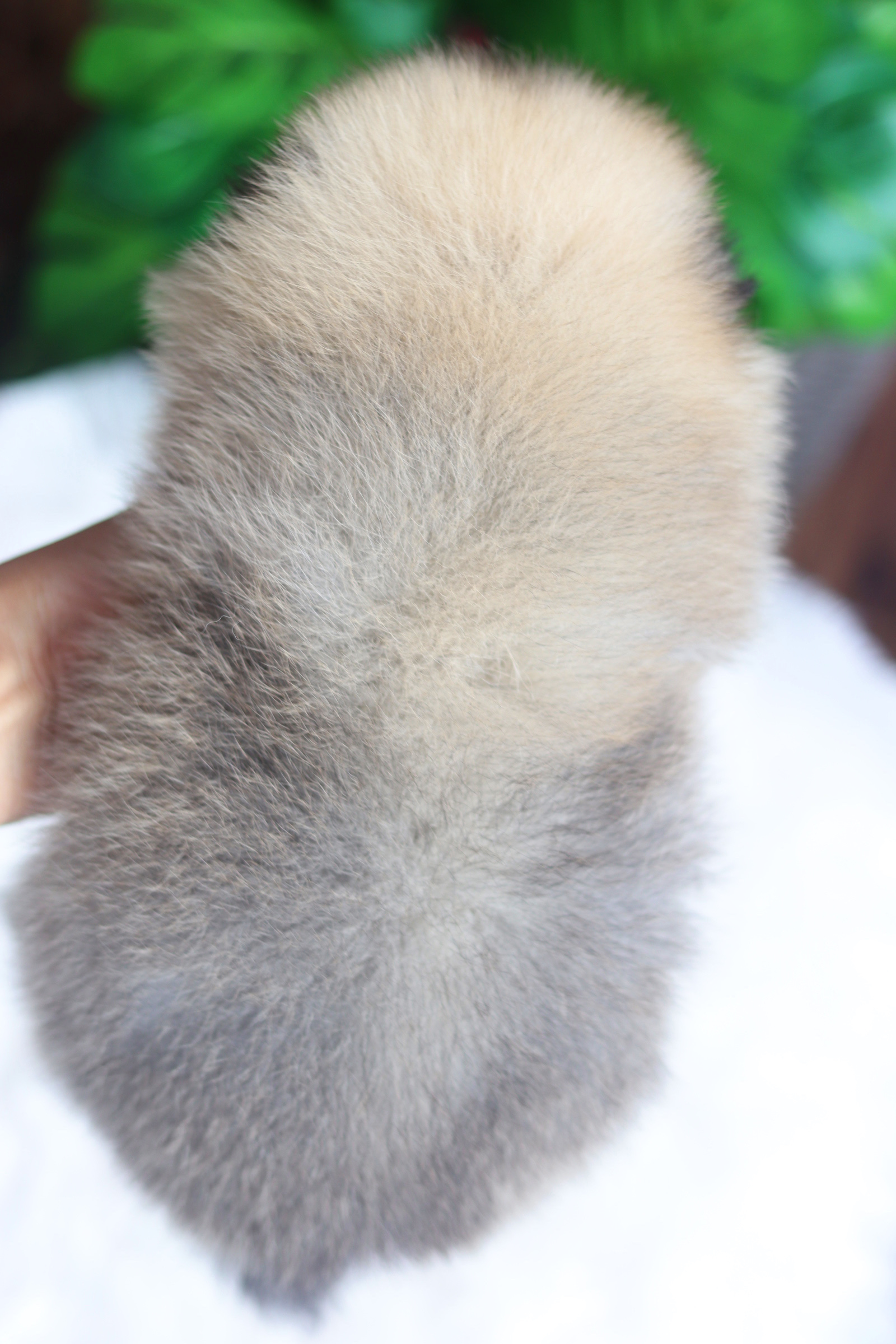 ปอมเมอเรเนียน เพศเมียสีส้ม