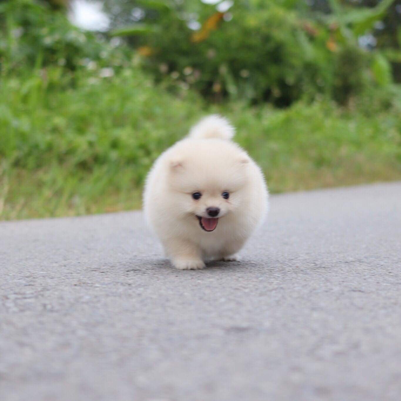 ปอมเมอเรเนียน เพศผู้