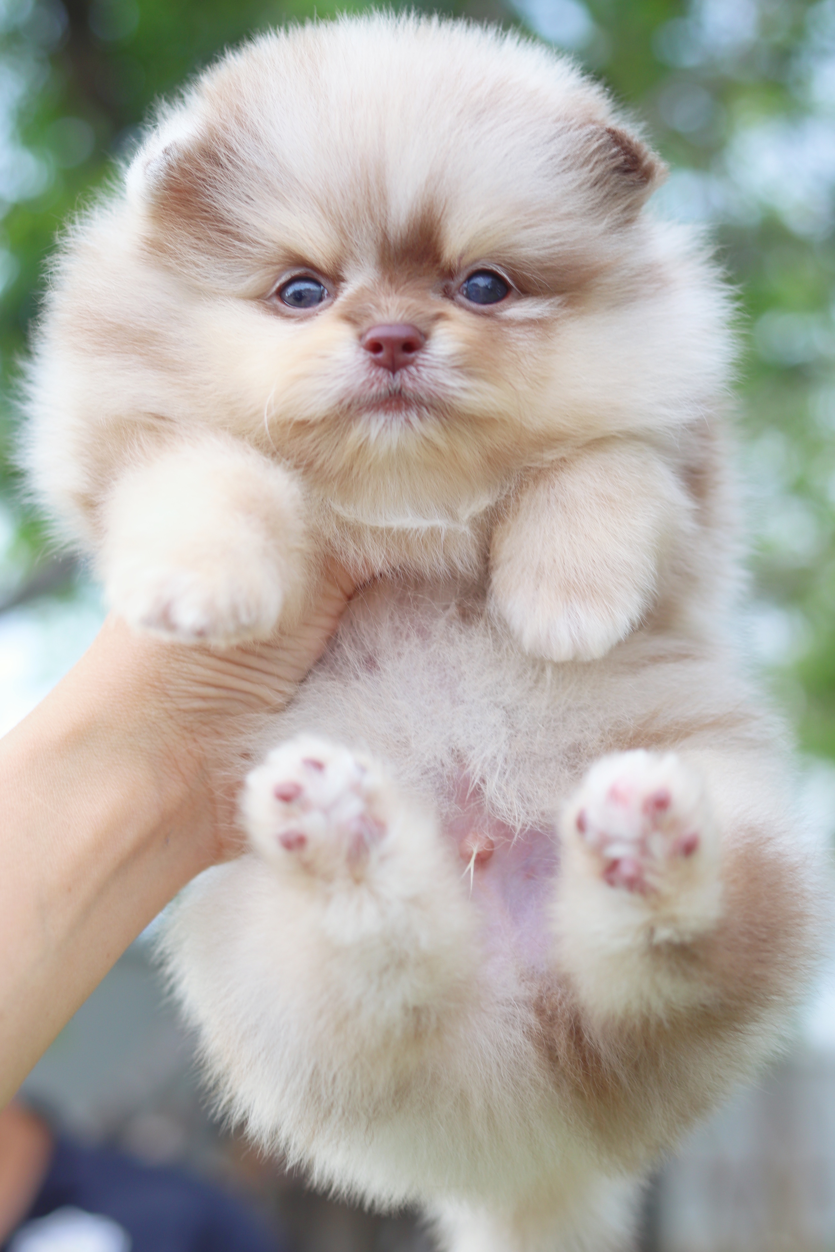 ปอมเมอเรเนียน เพศผู้สีช็อคเมอร์เร่เกรดโชว์