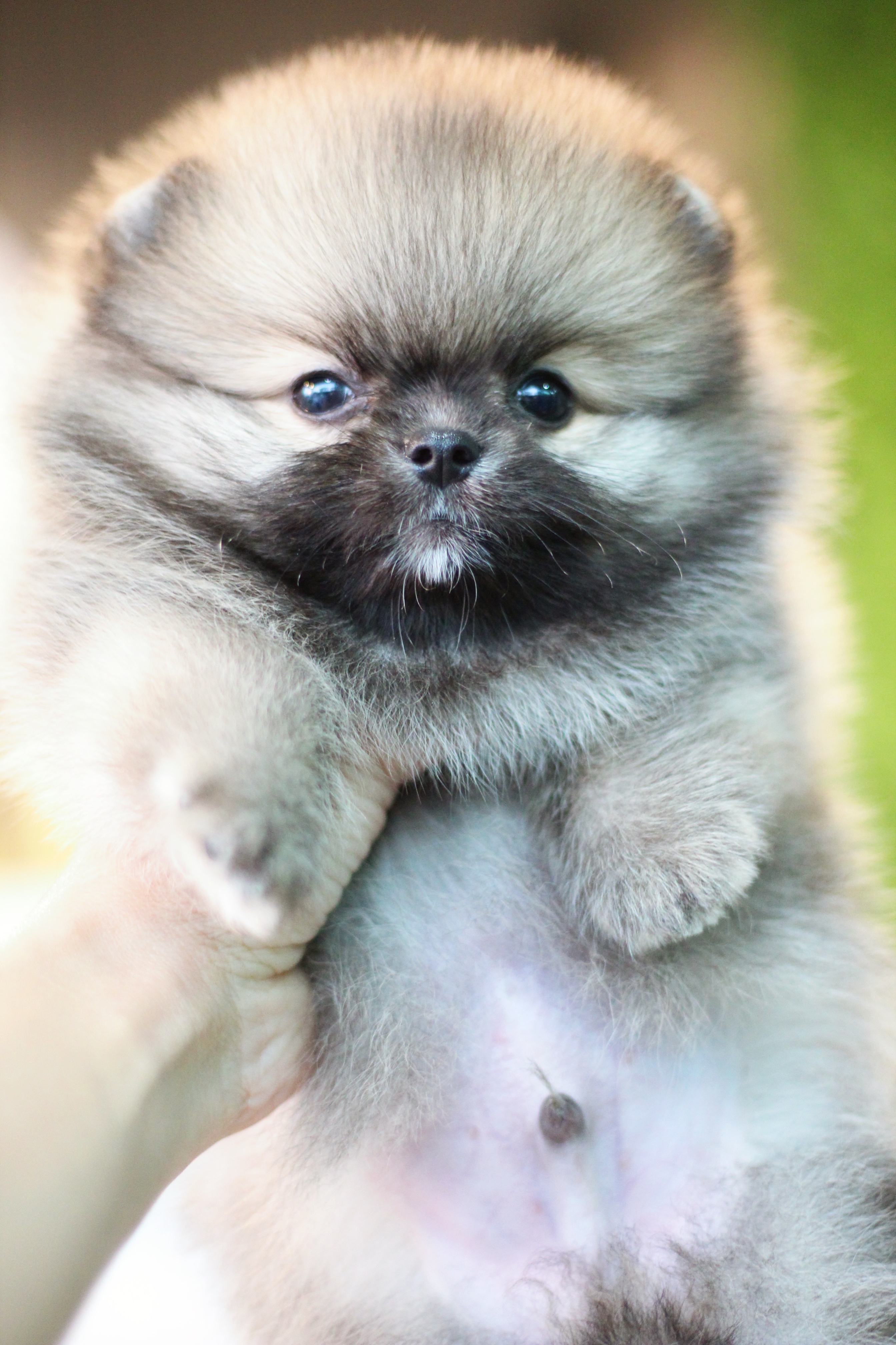 ปอมเมอเรเนียน เพศผู้ สีส้ม