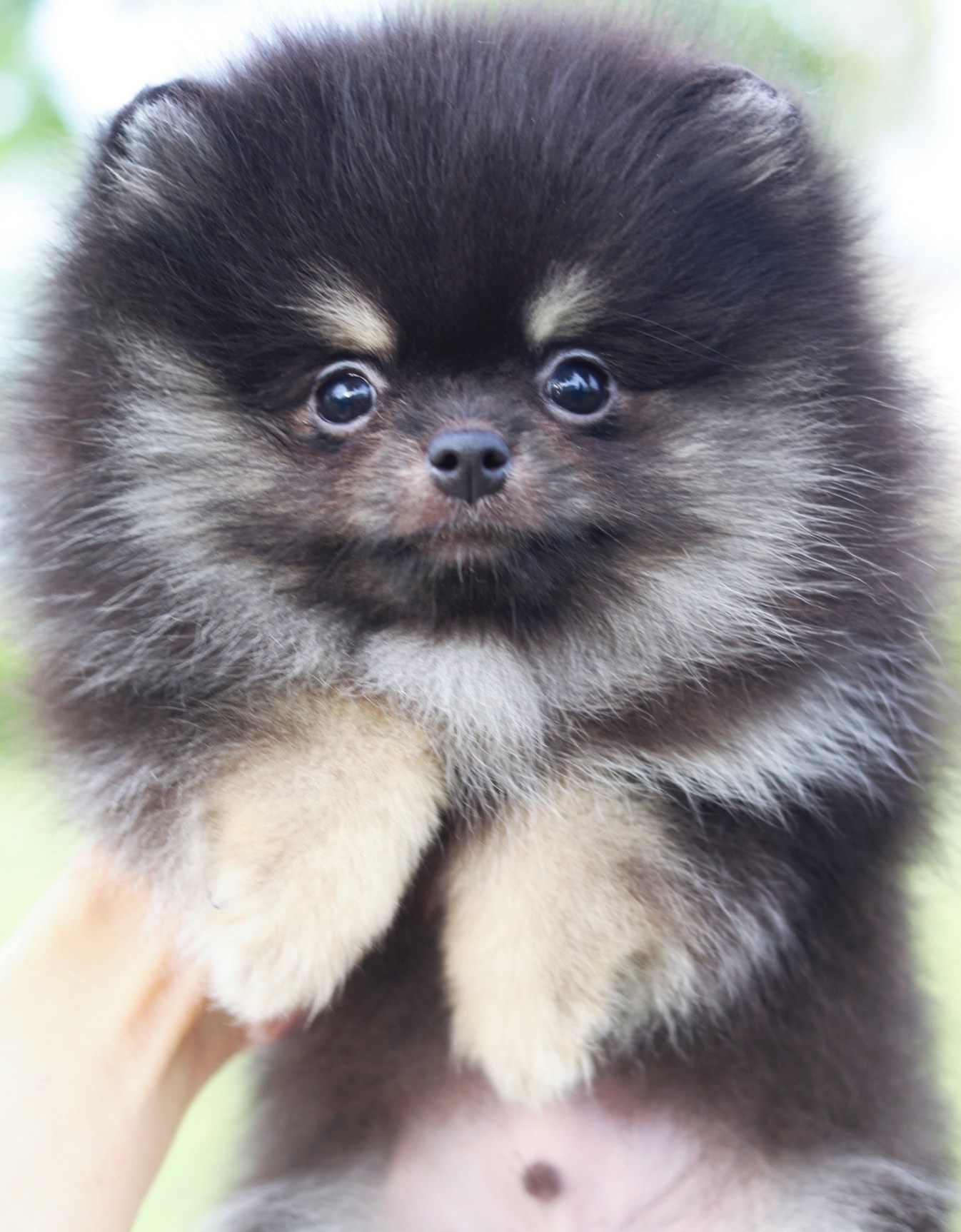 ปอมเมอเรเนียน เพศผู้แบล็คแทน