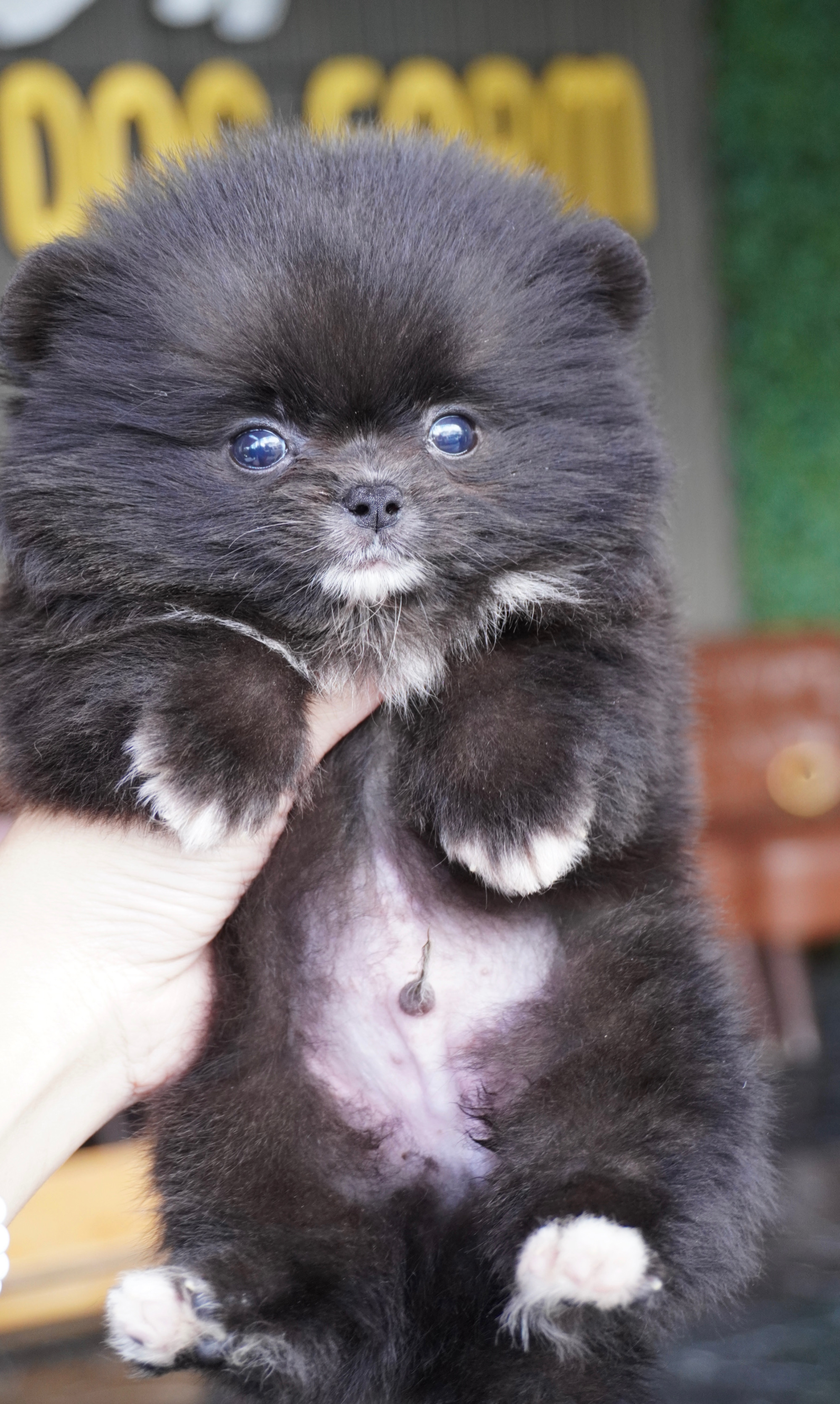 ปอมเมอเรเนียน เพศผู้สีดำ