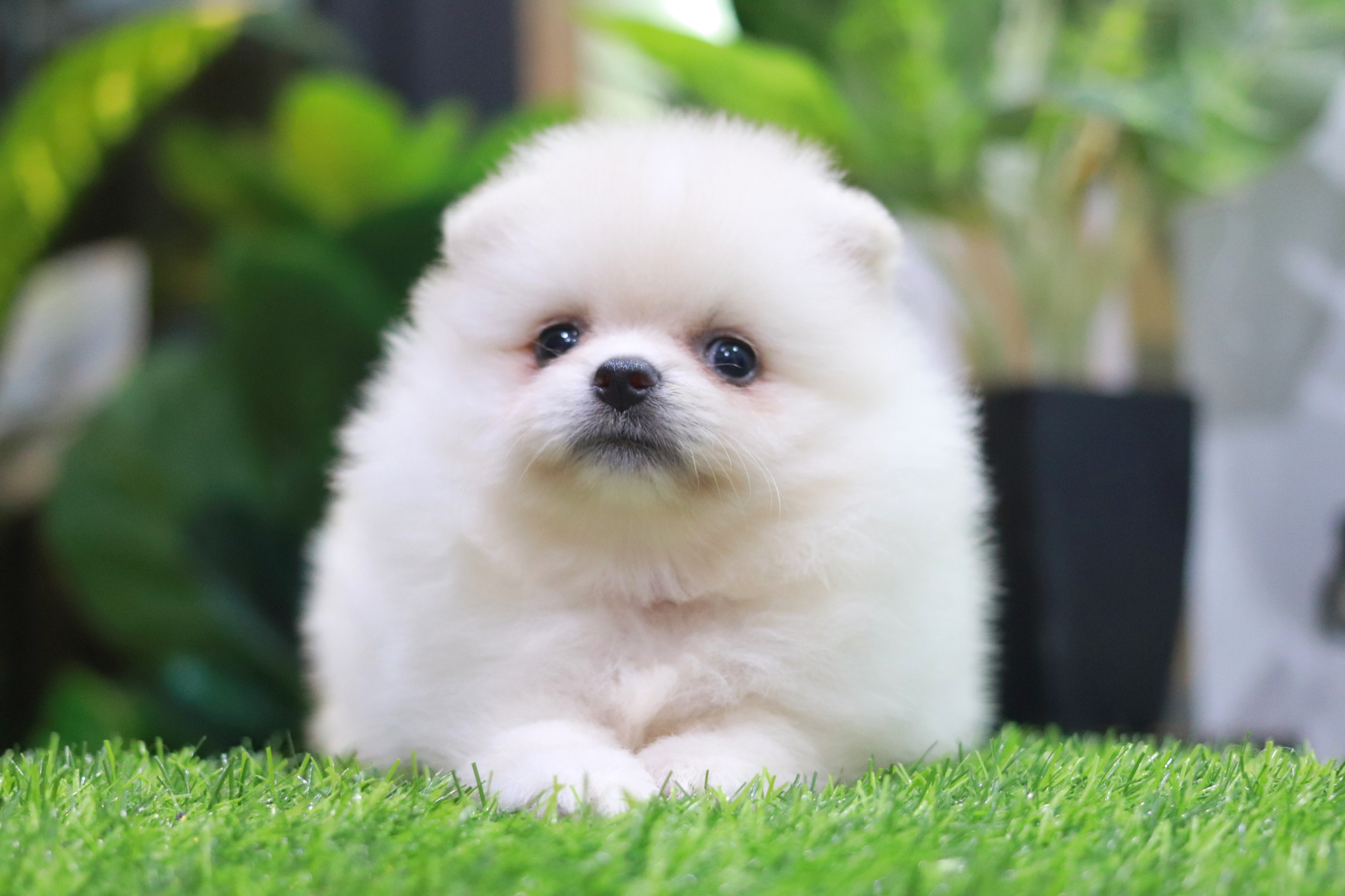 ปอมเมอเรเนียน เพศเมียสีขาวครีม